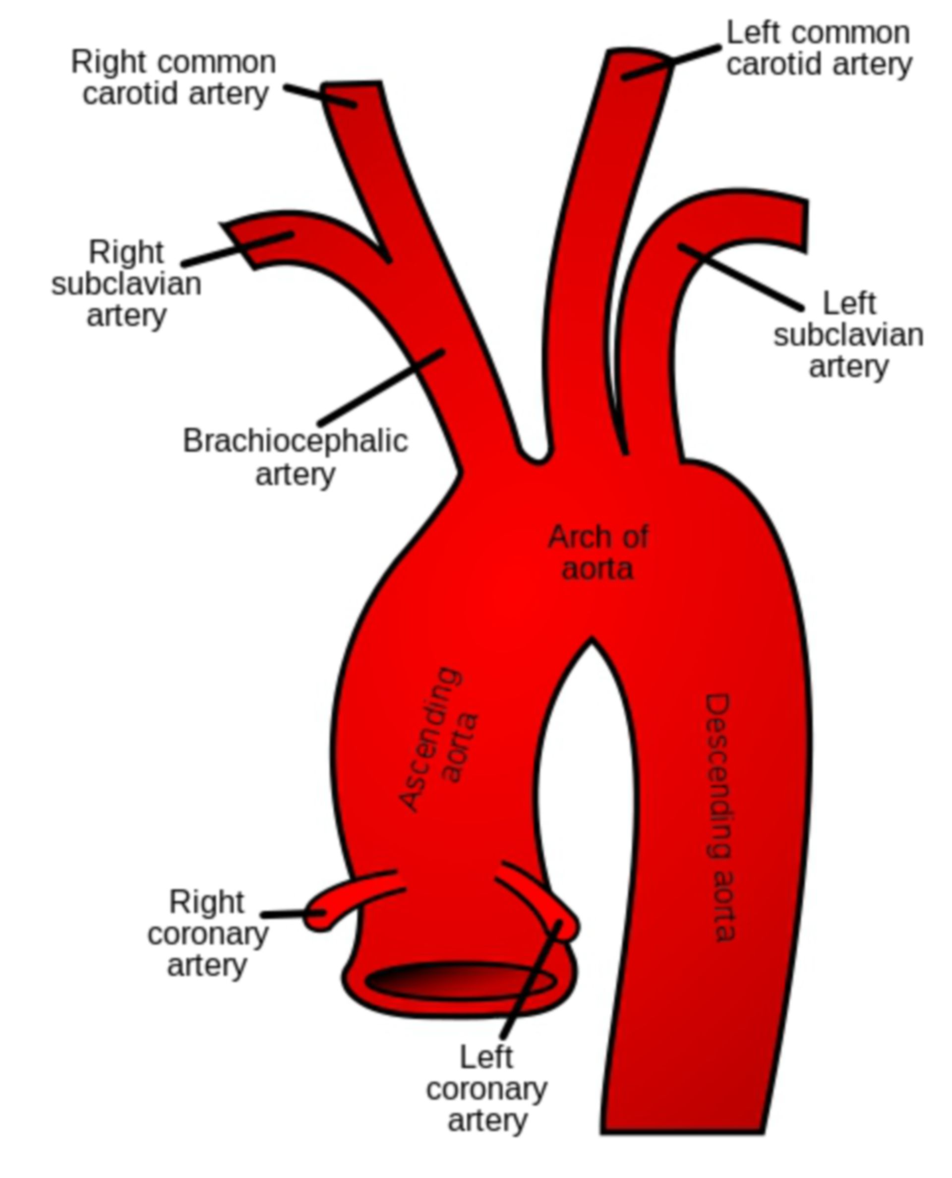 Aorta Arteria anonyma draw