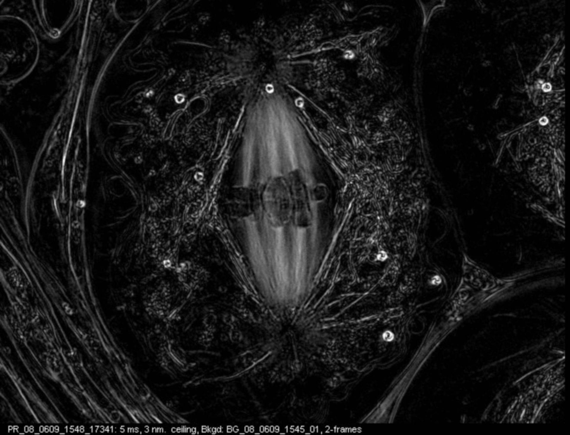 Nephrotoma suturalis (Nuclear chromosome) - CIL:12371