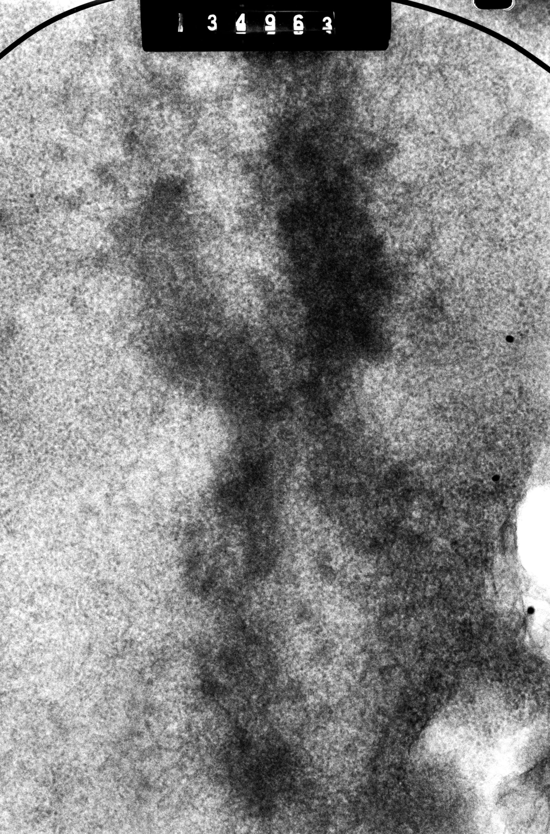 Cricetulus griseus (Nuclear chromosome) - CIL:41721