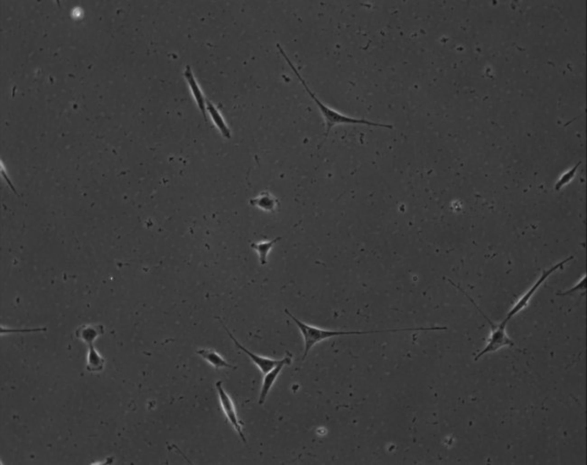 Mus musculus (Extracellular matrix part) - CIL:8927