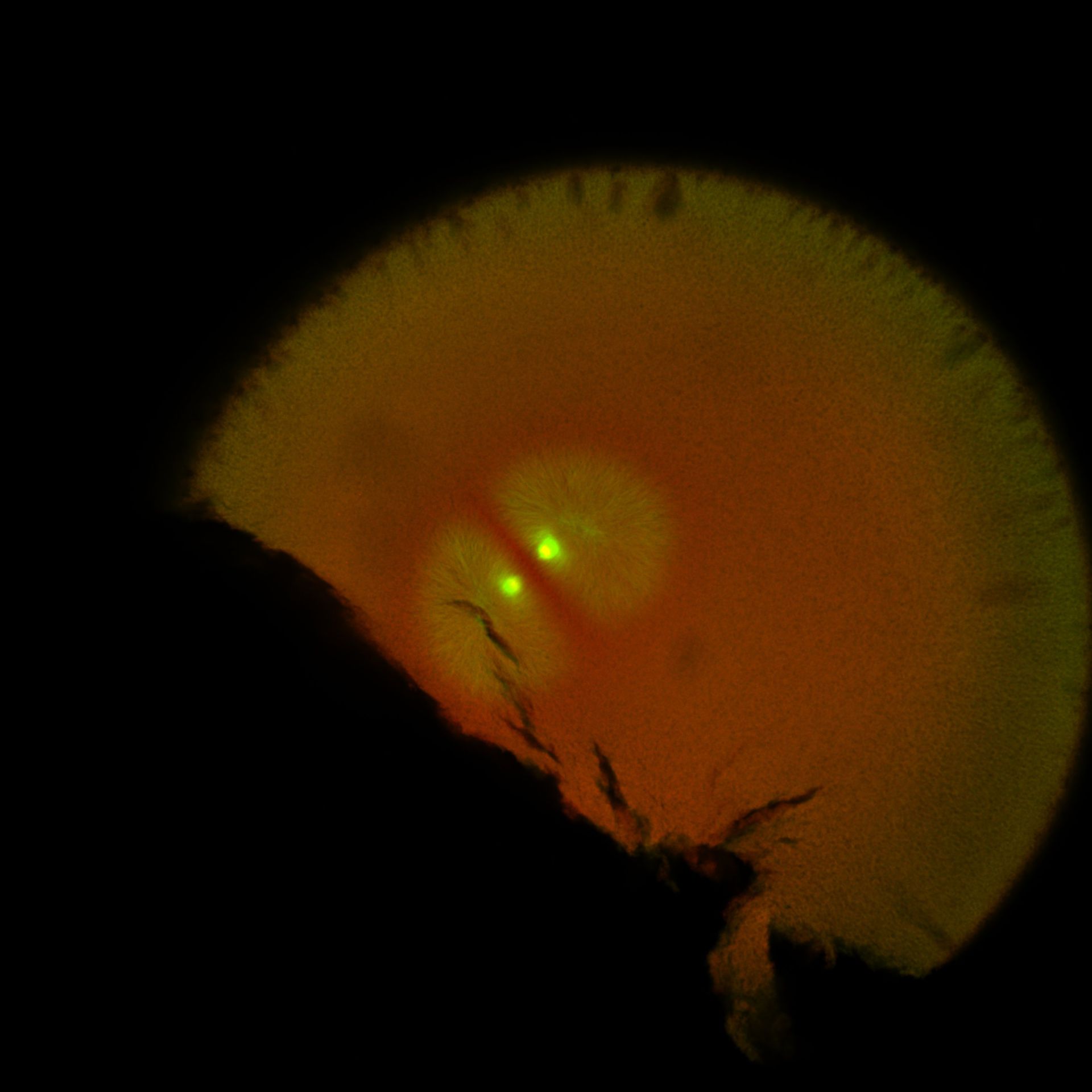Xenopus laevis (DNA) - CIL:36561