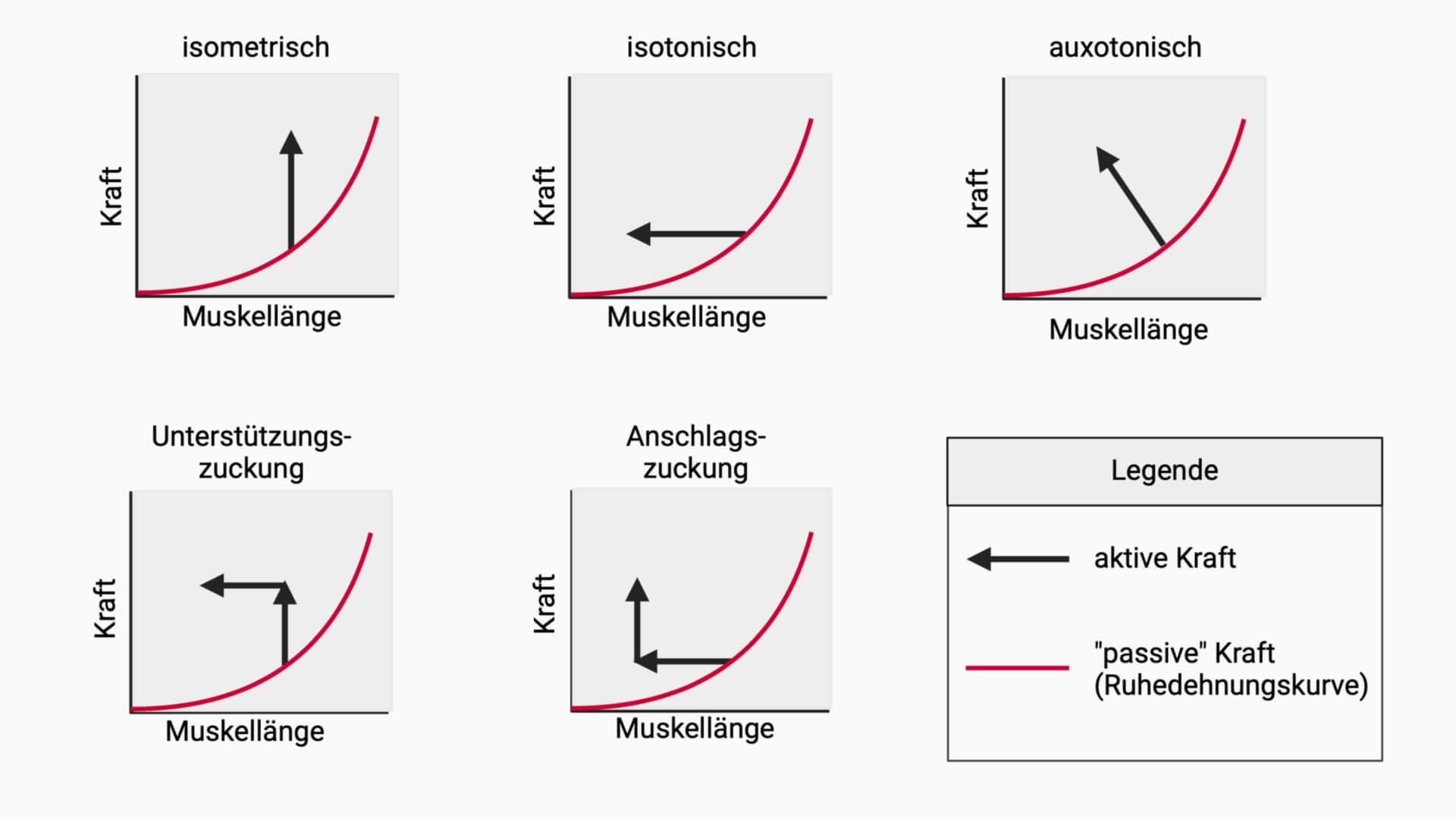 Grundformen und Mischformen der Kontraktion