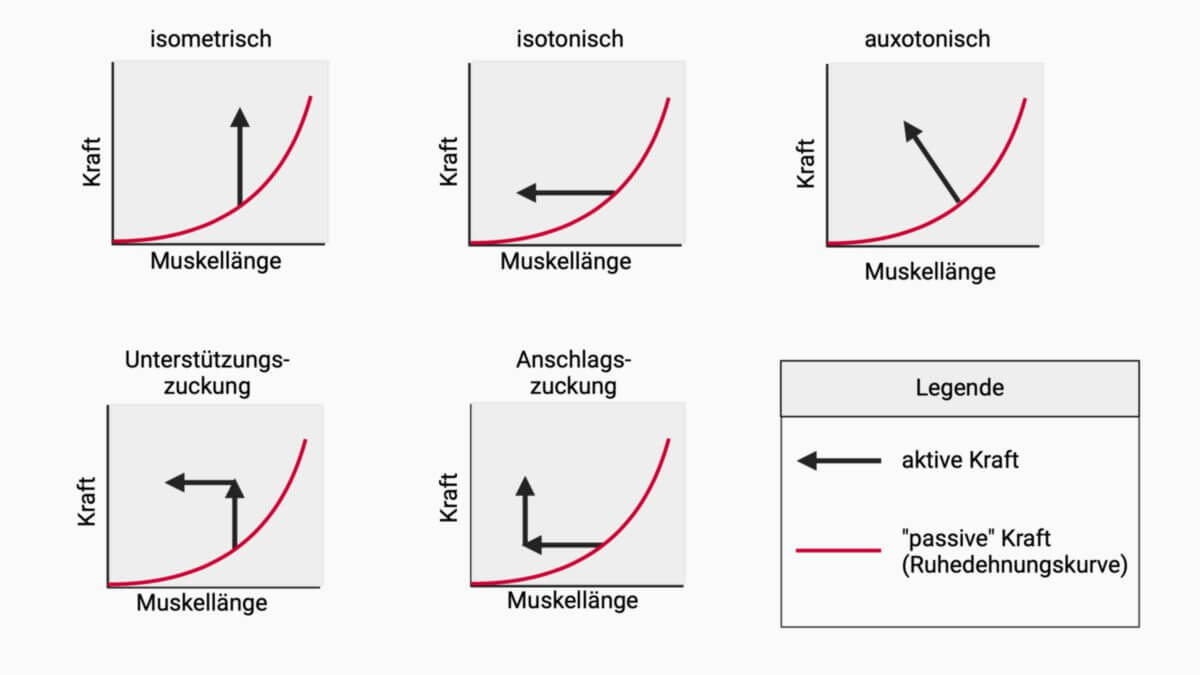 Grundformen und Mischformen der Kontraktion