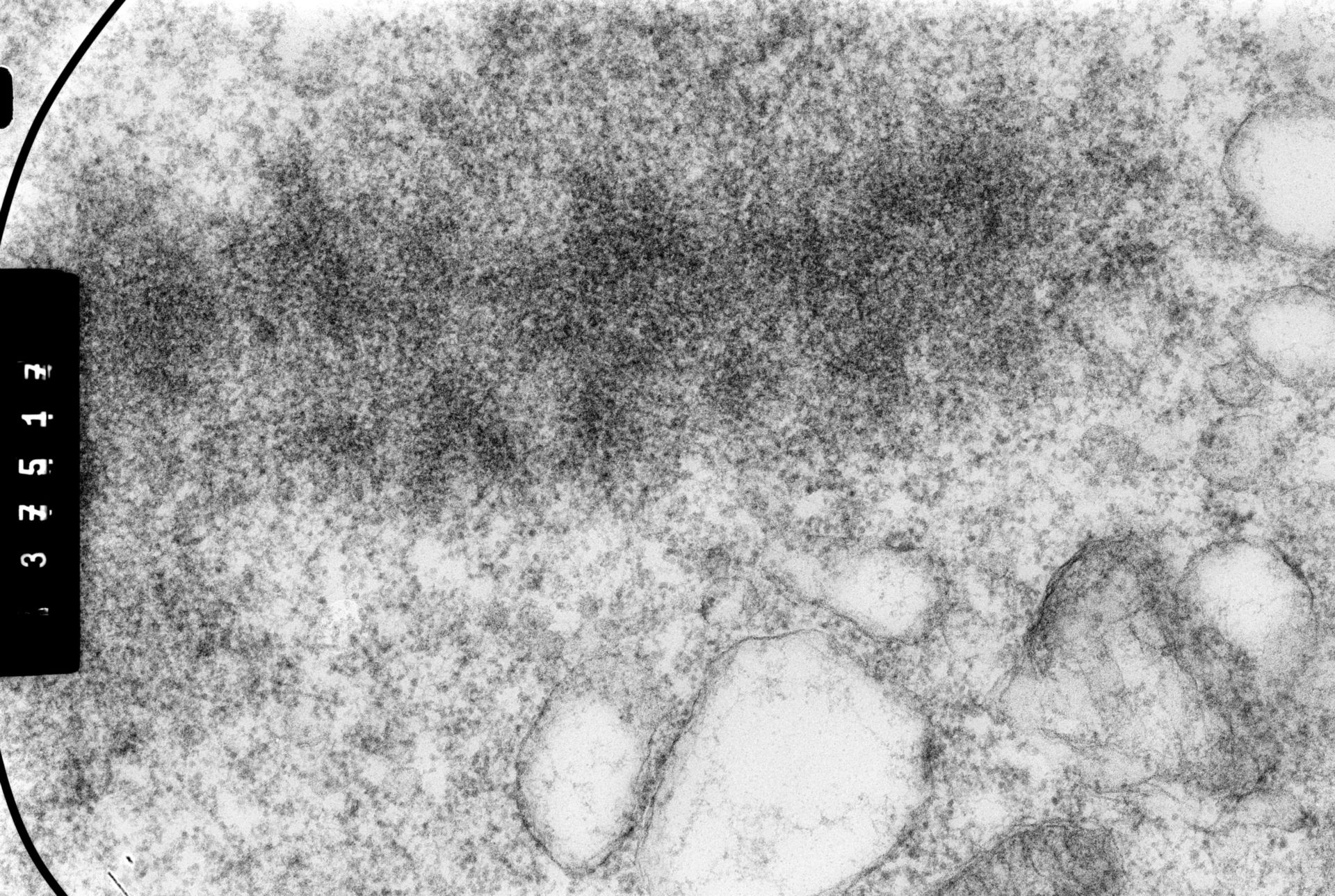 Cricetulus griseus (Nuclear chromosome) - CIL:35554