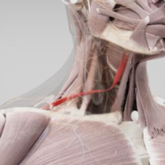 Musculus omohyoideus - DocCheck Flexikon