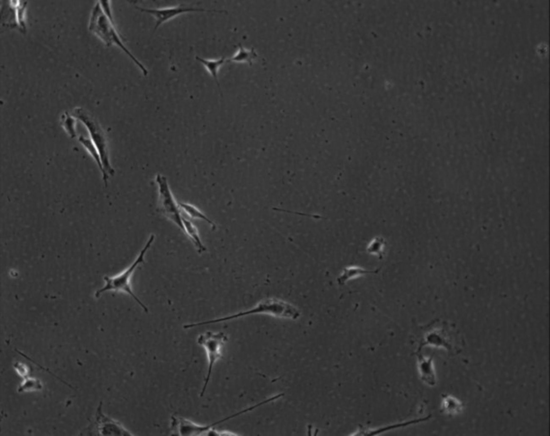 Mus musculus (Extracellular matrix part) - CIL:8991