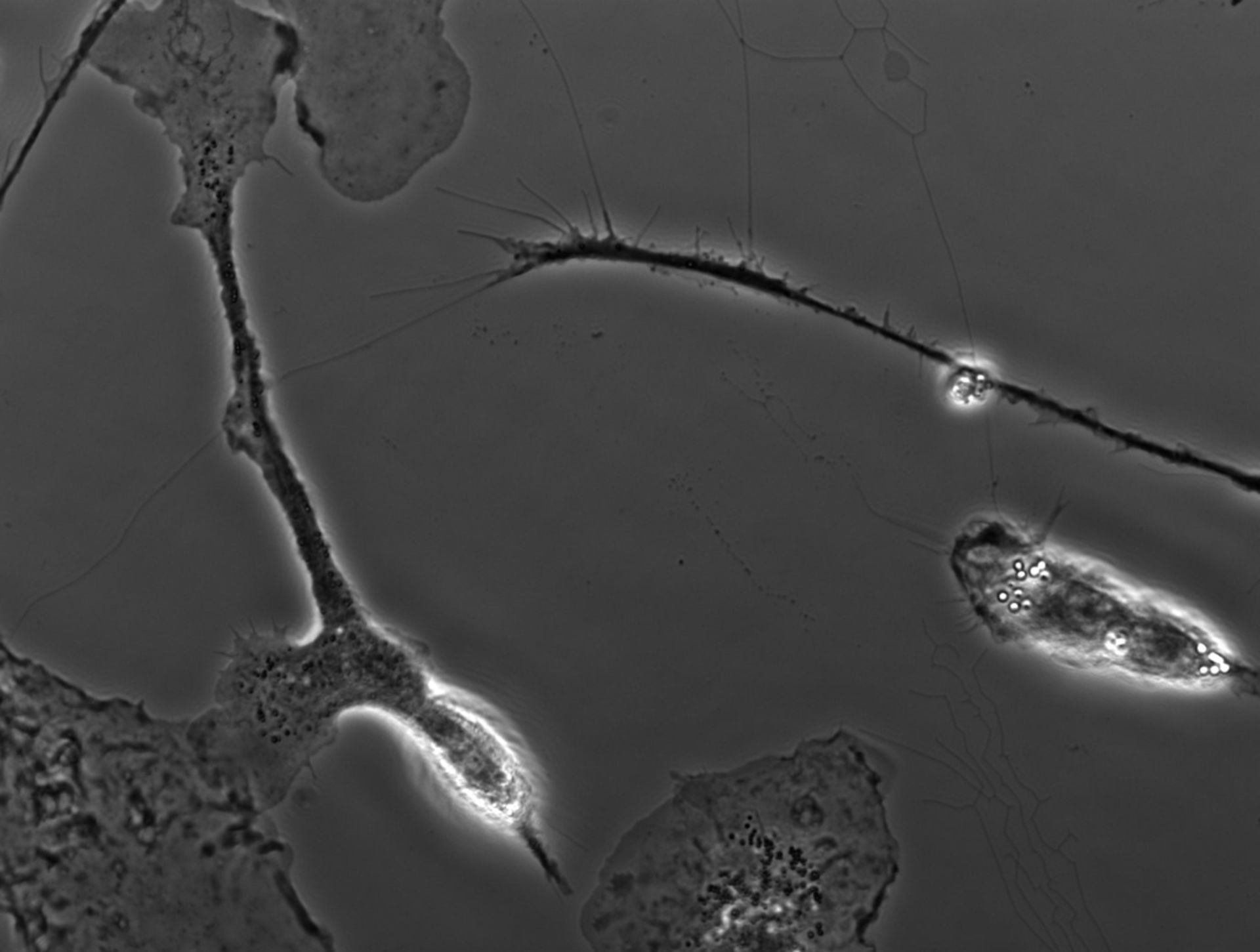 Mus musculus (Ruffle membrane) - CIL:35131