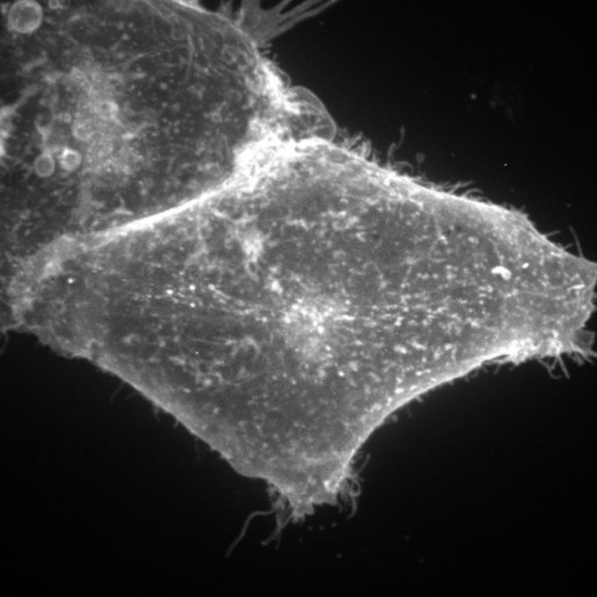 Homo sapiens (Anchored to plasma membrane) - CIL:9098