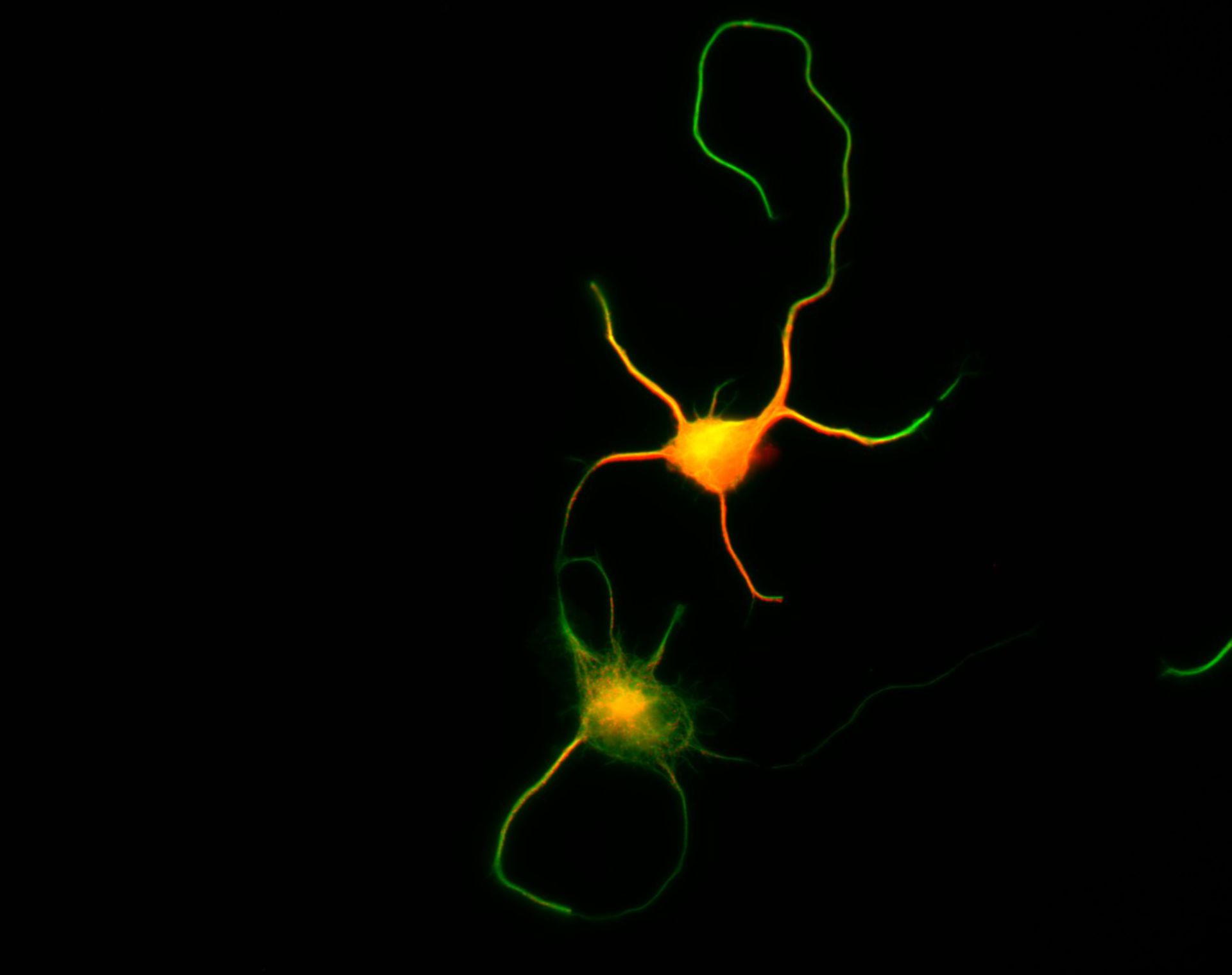 Rattus (Dendrite) - CIL:8477