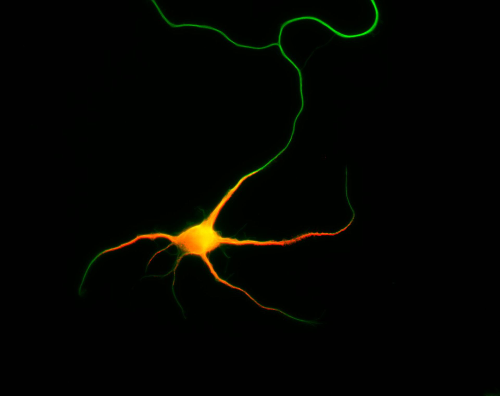 Rattus (Dendrite) - CIL:8453
