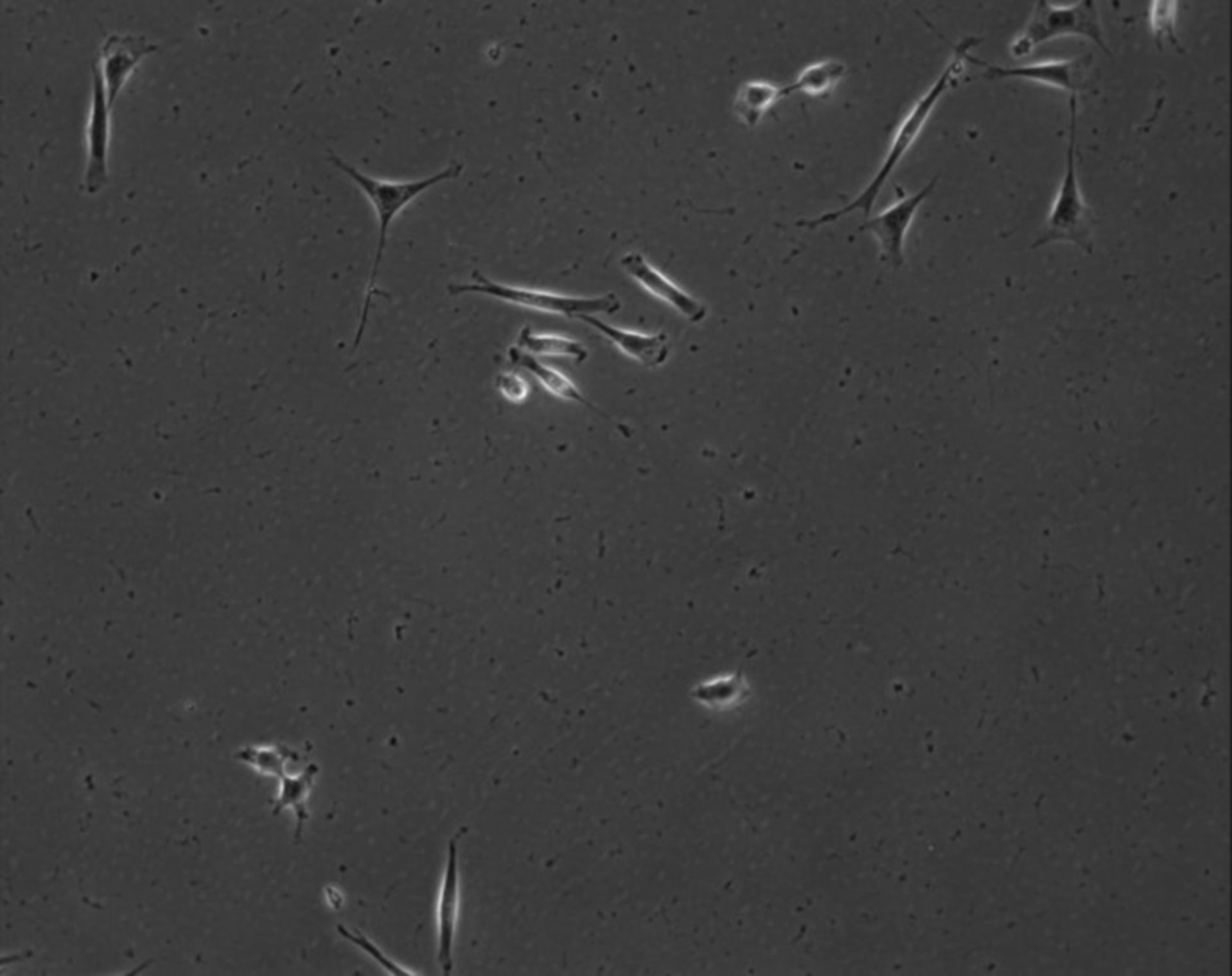 Mus musculus (Extracellular matrix part) - CIL:7907