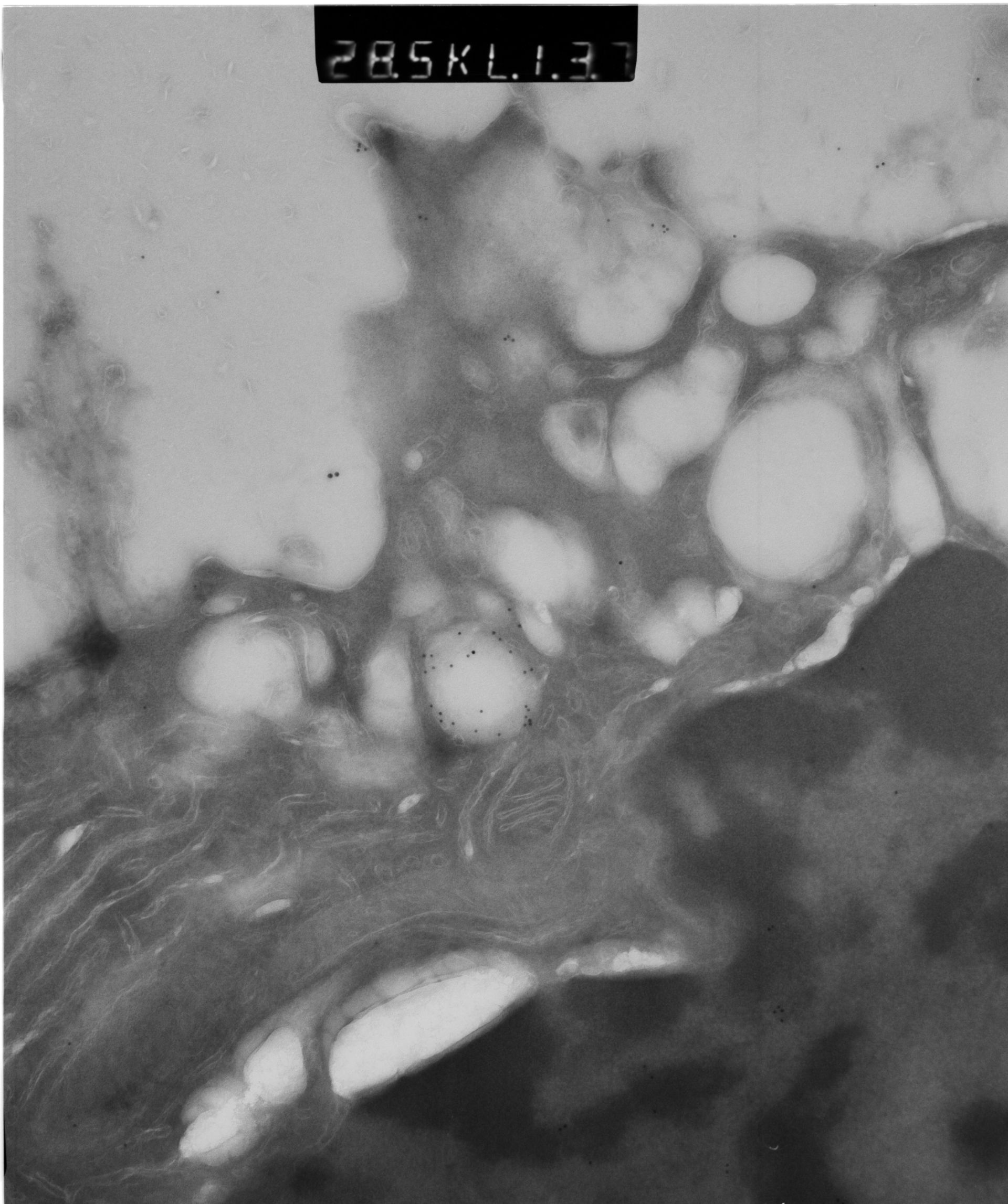 Rattus rattus (Mitochondrion) - CIL:12928