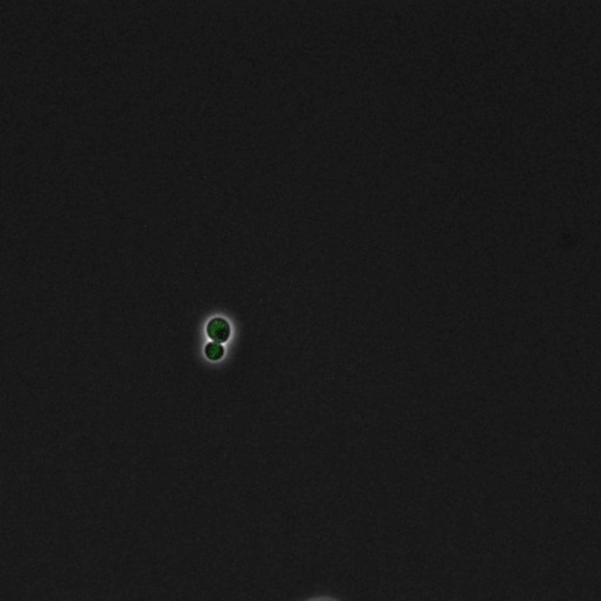 Saccharomyces cerevisiae (DNA replication preinitiation complex) - CIL:35672