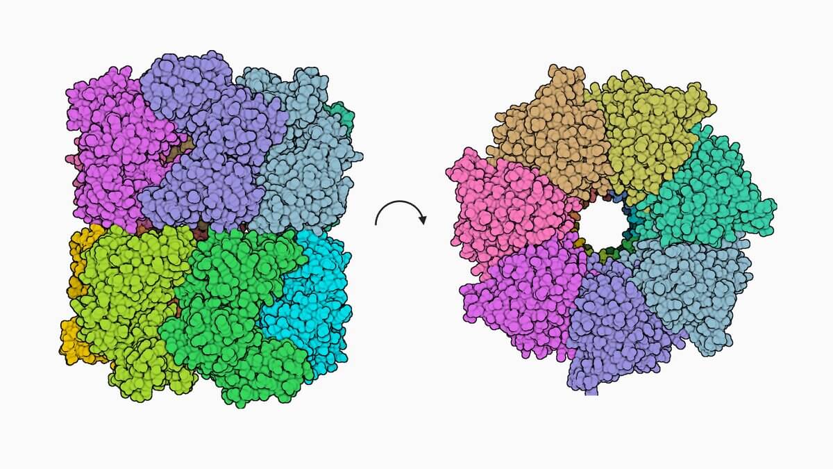 Hsp60 Proteinstruktur