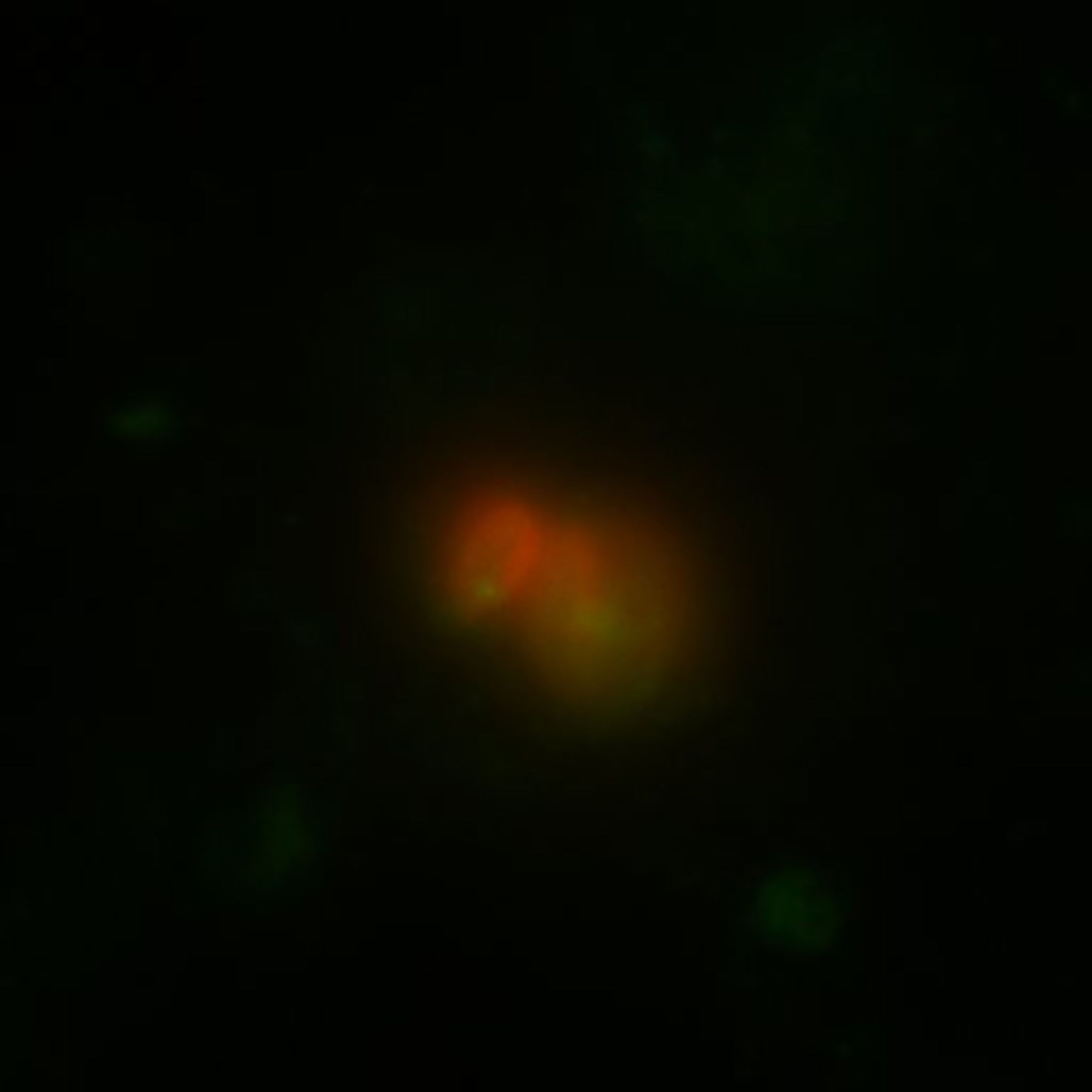 Toxoplasma gondii RH (Polar ring of apical complex) - CIL:10512