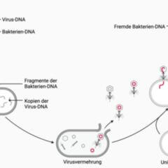 Transduktion (Biologie) DocCheck Flexikon