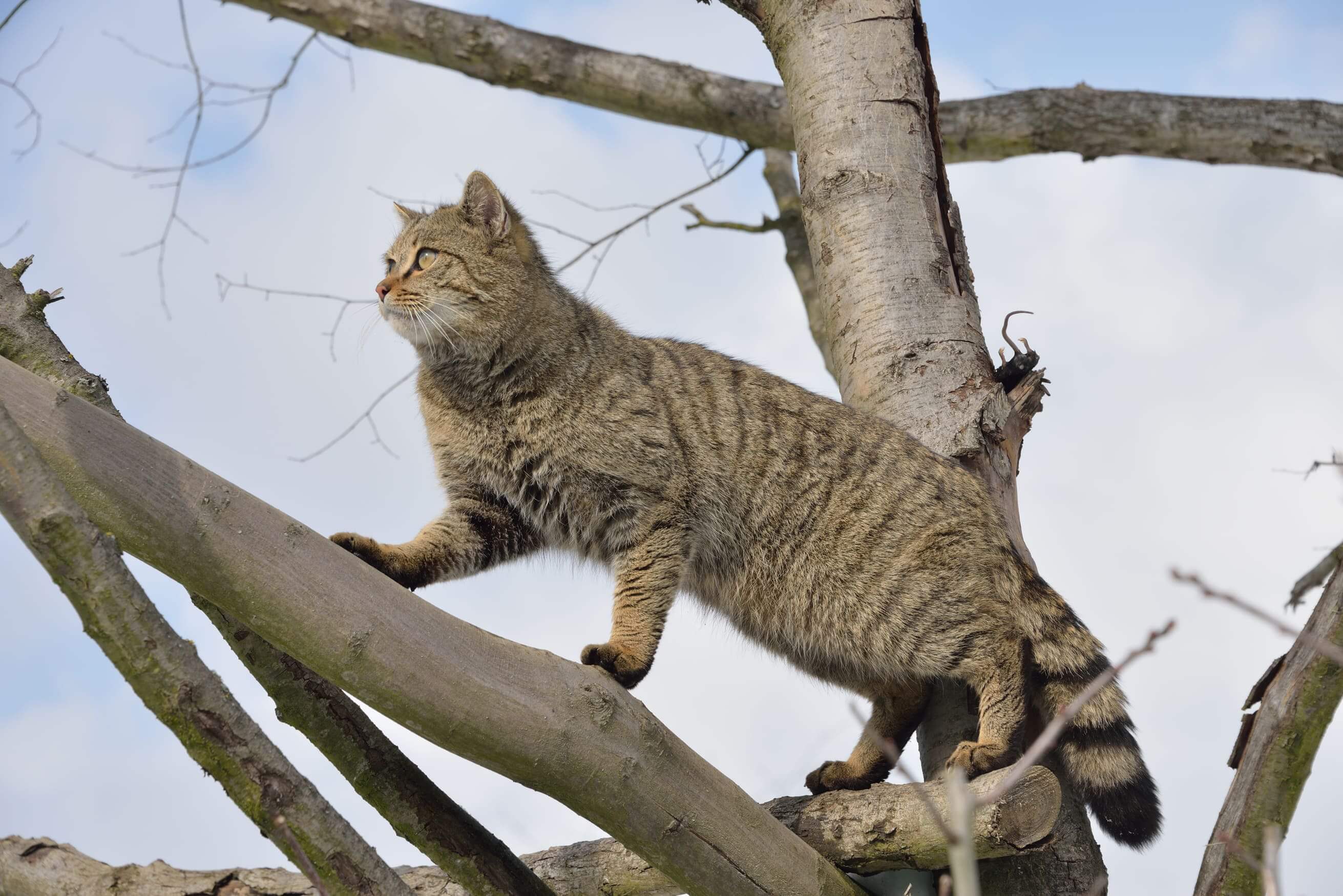wildkatze_klettert_thomas_stephan_2__original.jpg