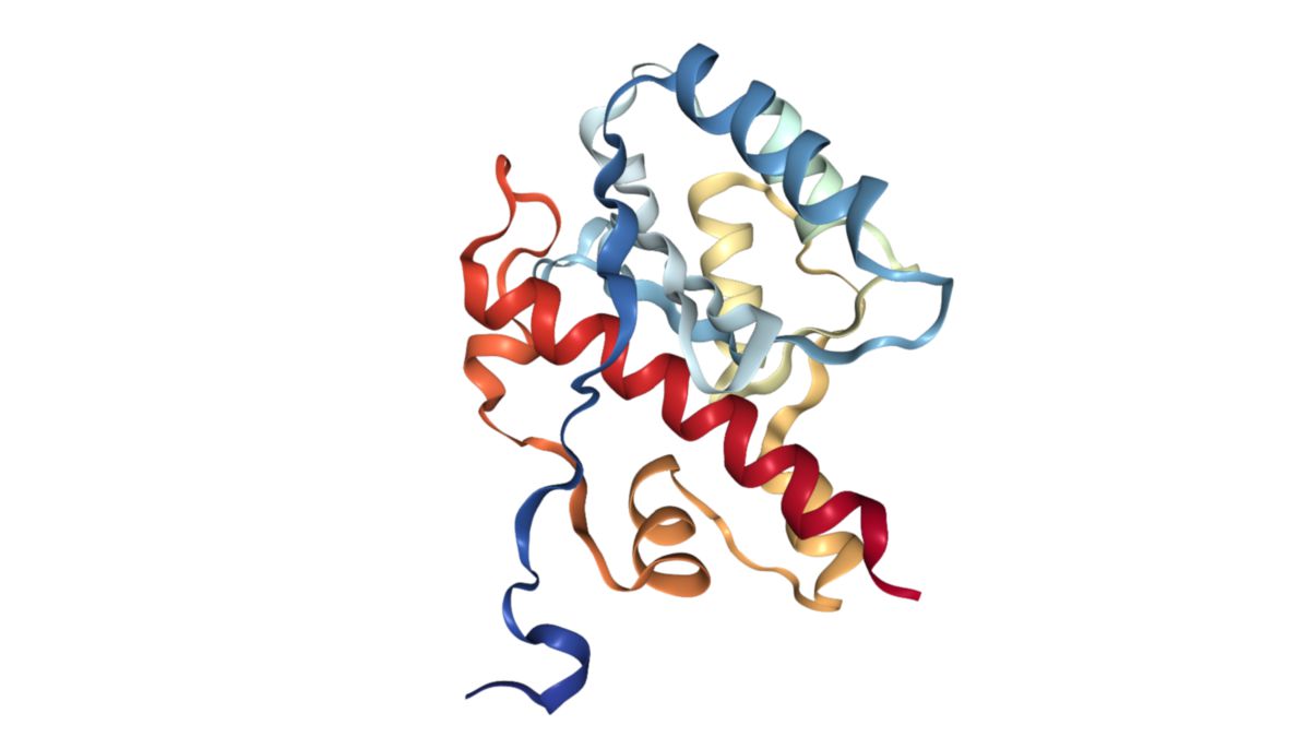 Proteinstruktur der WRN Helikase