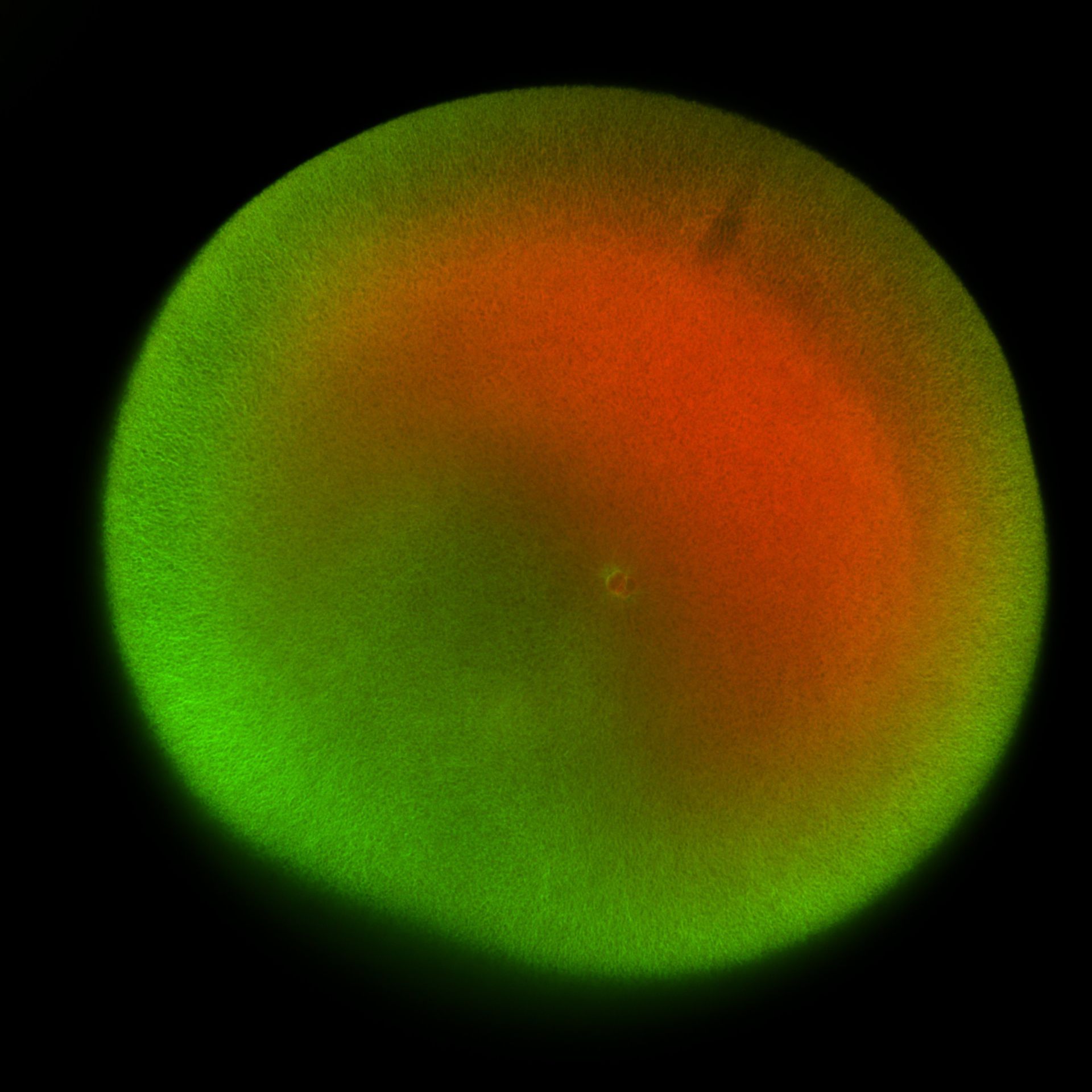 Xenopus laevis (DNA) - CIL:36501