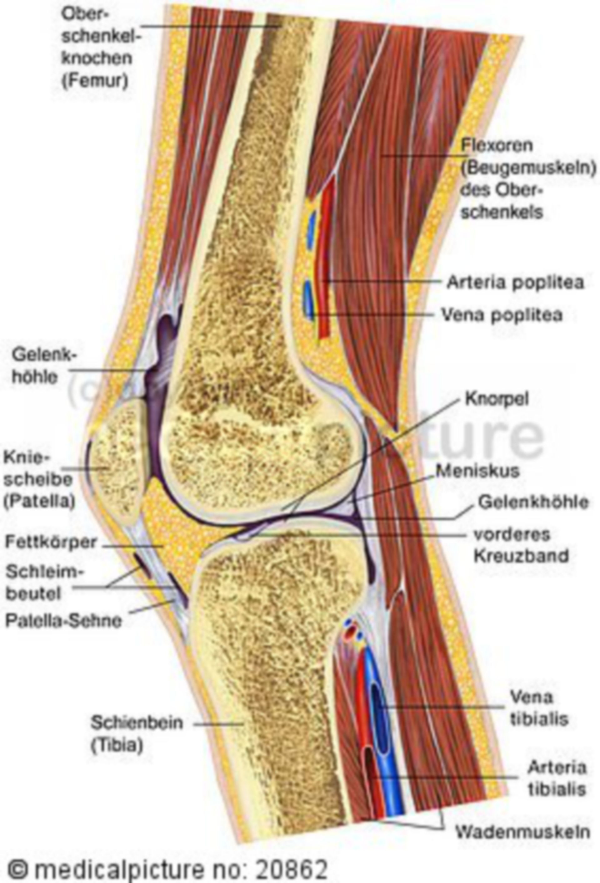 Knee joint and adjacent structure