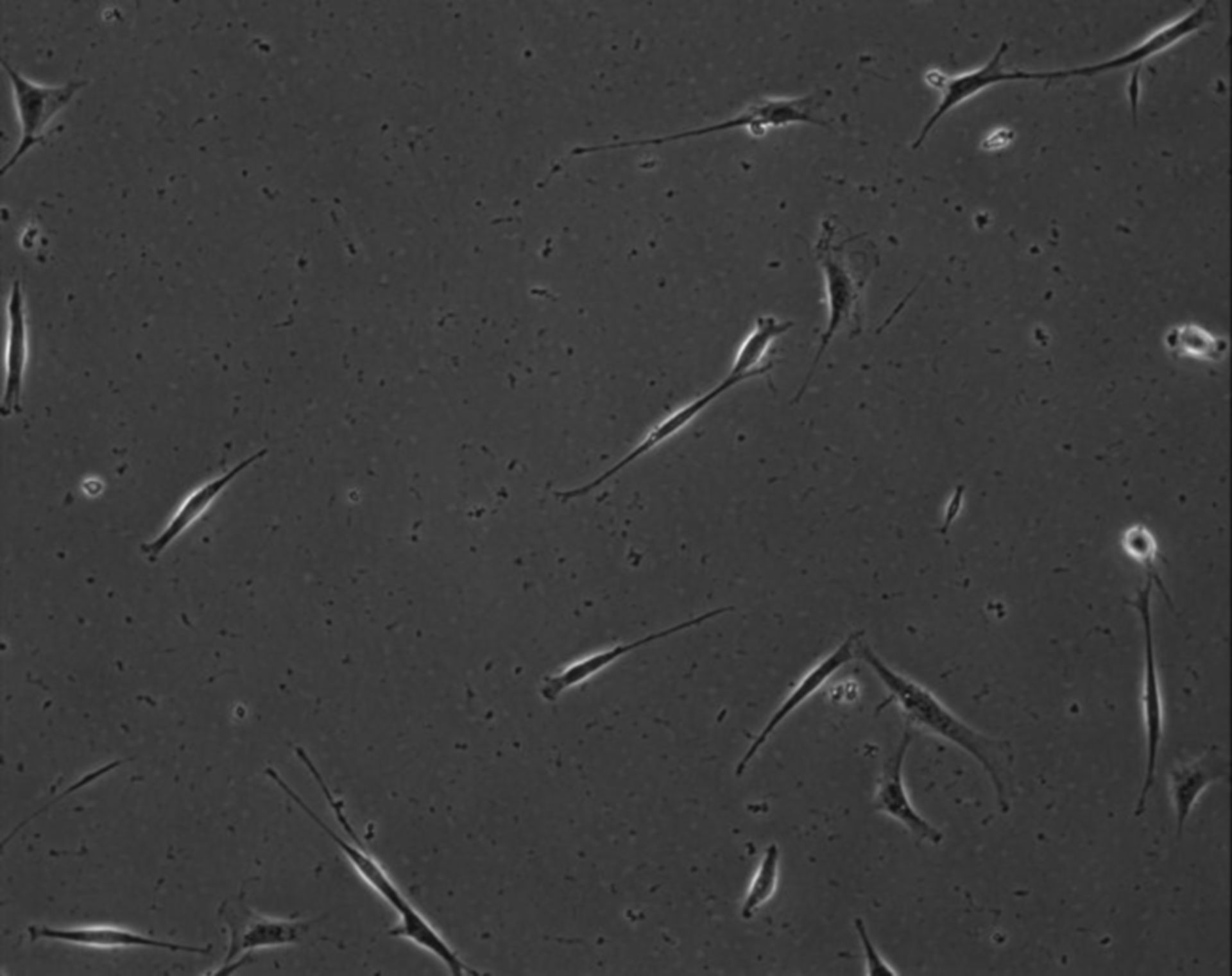 Mus musculus (Extracellular matrix part) - CIL:8896