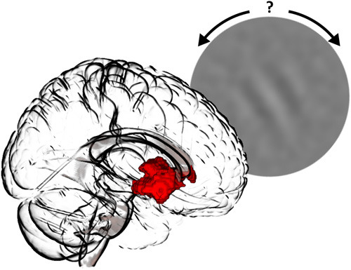 Probanden lösen Wahrnehmungsaufgaben: Die eigene Zuversicht über die Orientierung eines visuellen Reizes aktiviert hierbei eine Gehirnregion im limbischen System. © Charité