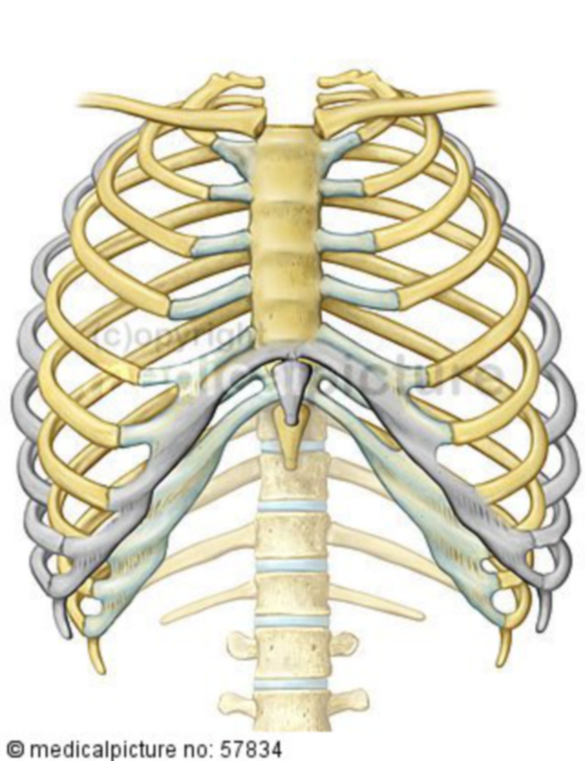Anatomische Illustrationen - Atmung (Dehnung des Brustkorbes)