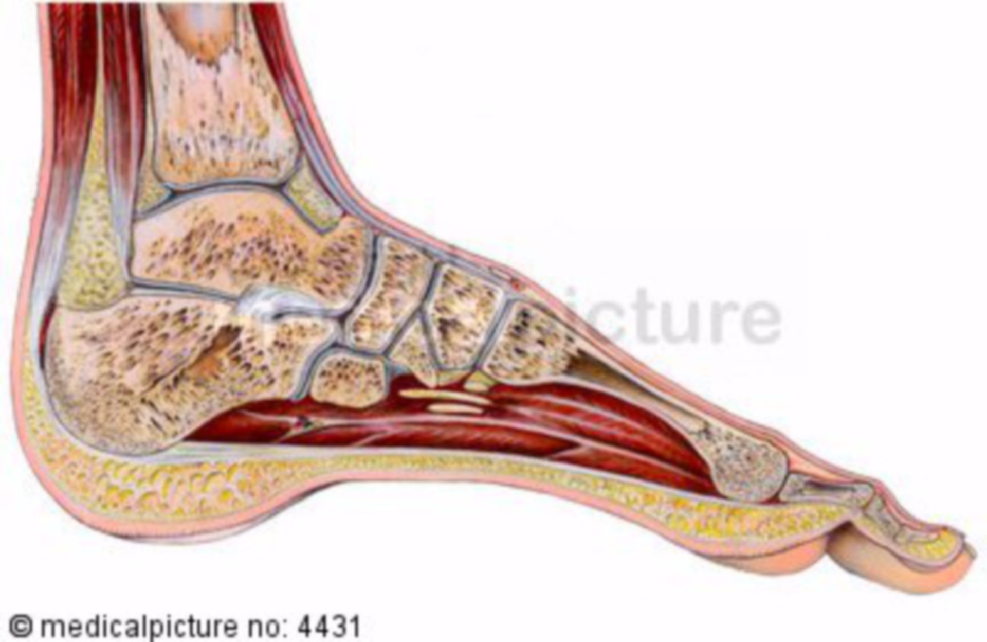 Ankle with muscles and tendons, longitudinal