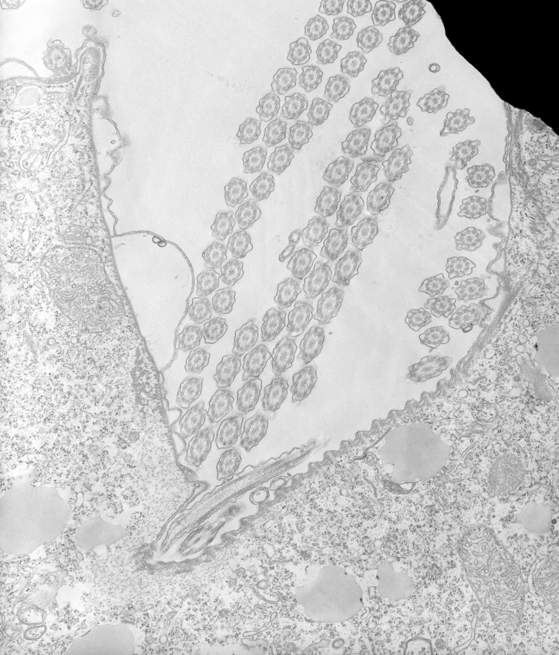 Tetrahymena pyriformis (Plasma membrane) - CIL:34745
