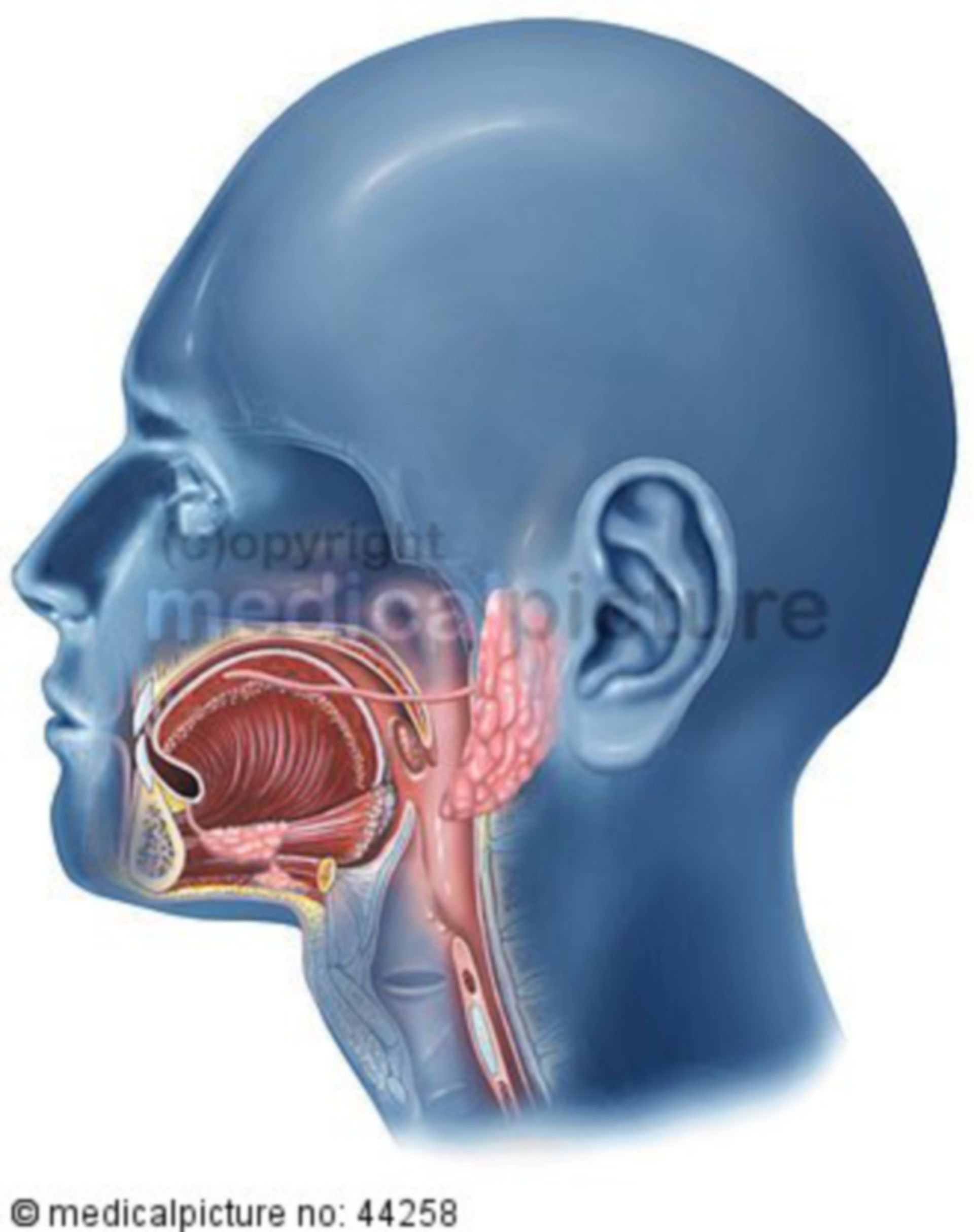  Mundhöhle, oberer Verdauungstrakt, oral cavity, superior alimentary canal 
