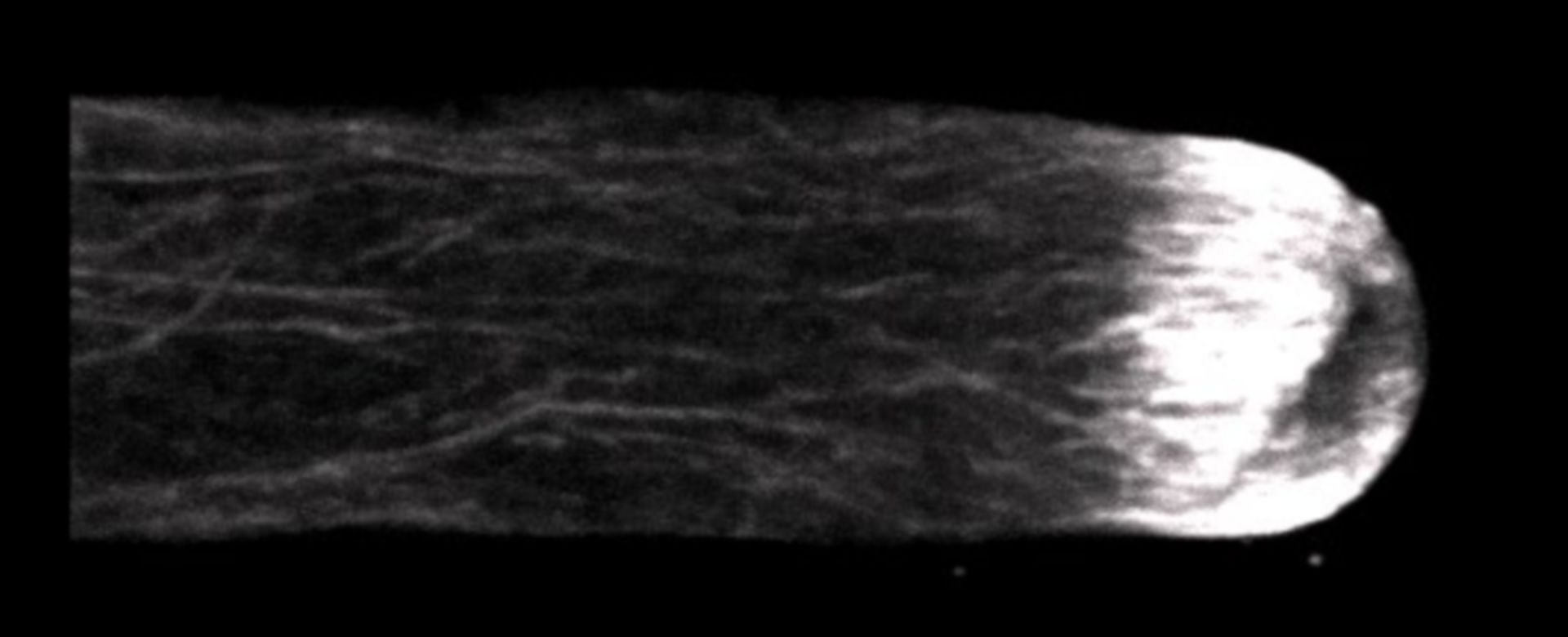 Lilium formosanum (Actin cytoskeleton) - CIL:35285