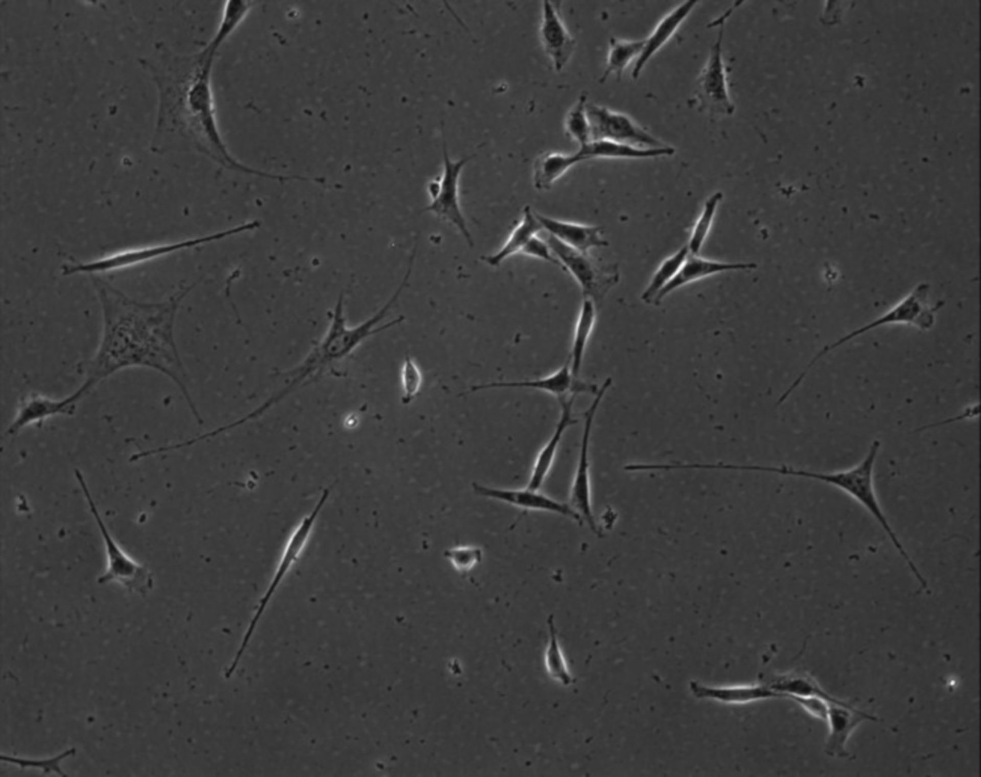 Mus musculus (Extracellular matrix part) - CIL:8882