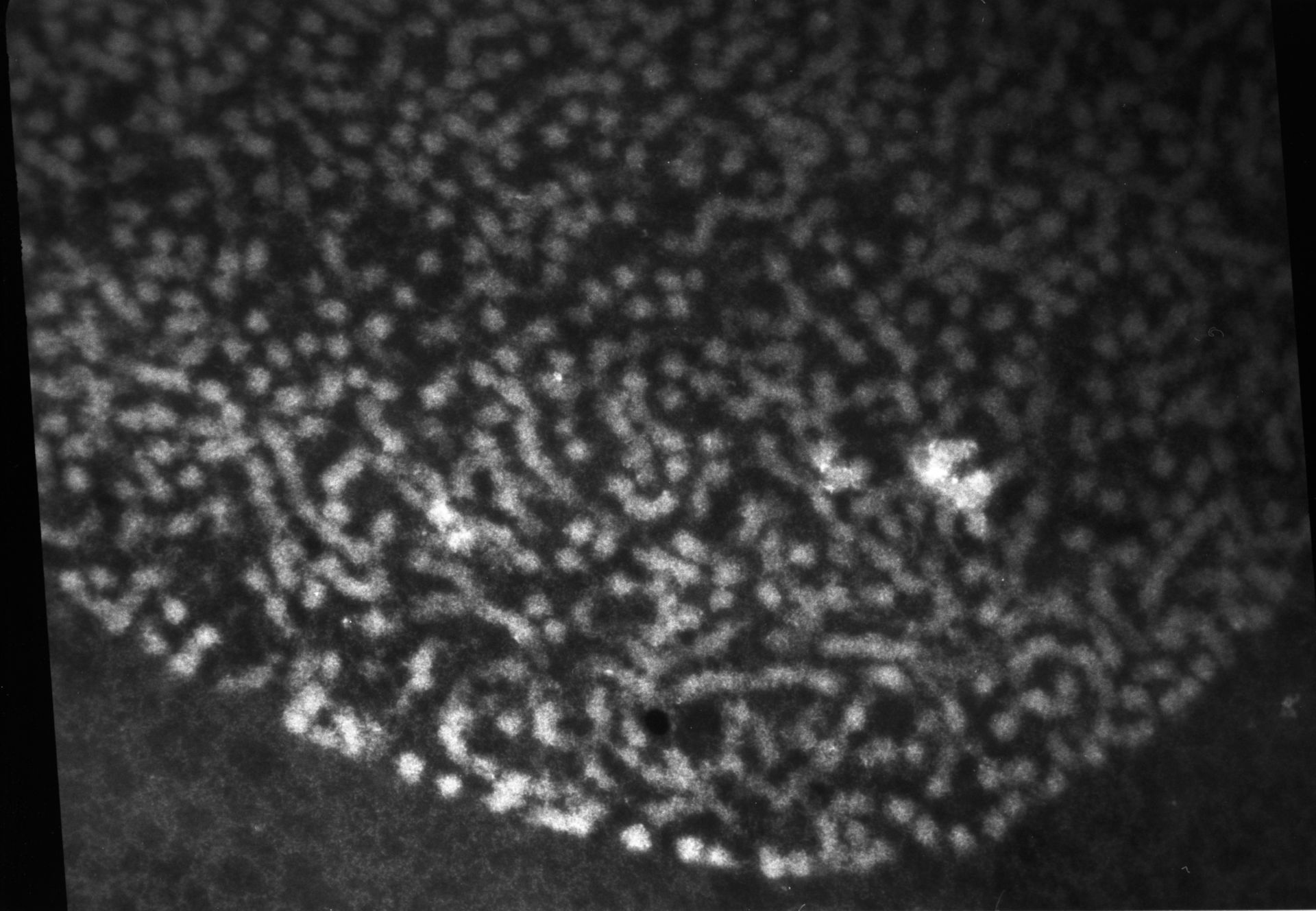 Patiria miniata (Chromatin) - CIL:761