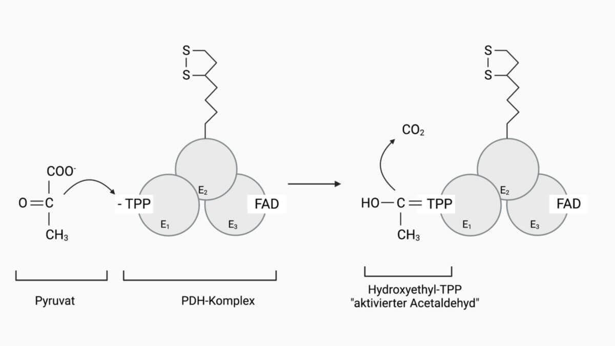 1. Reaktionsschritt der Pyruvatdehydrogenase