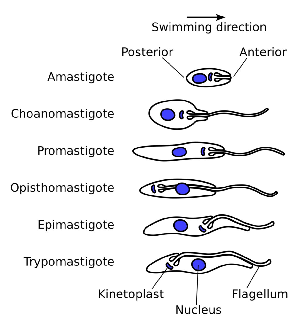 Morphologische Formen von Trypanosomatiden