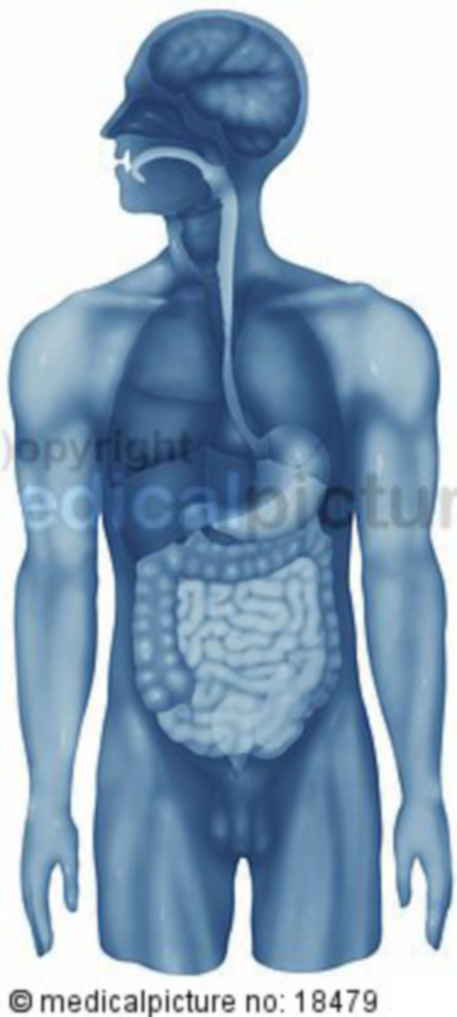  Übersicht menschlicher Organe, blau 
