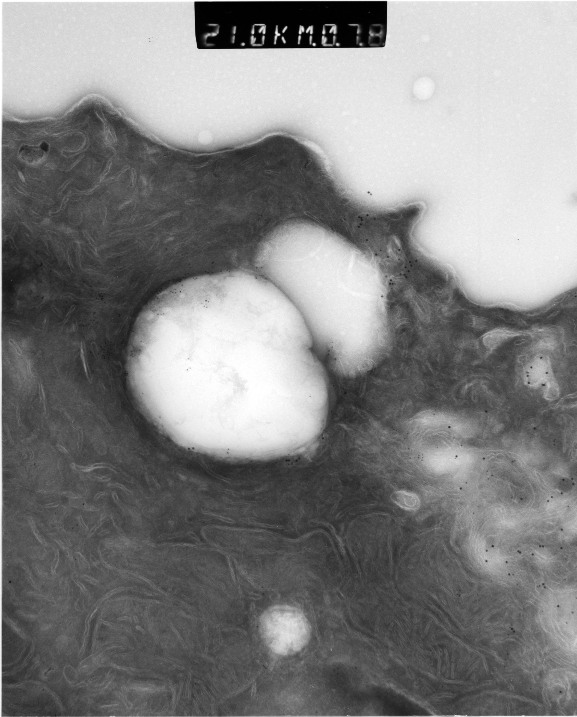 Rattus rattus (Mitochondrion) - CIL:12945