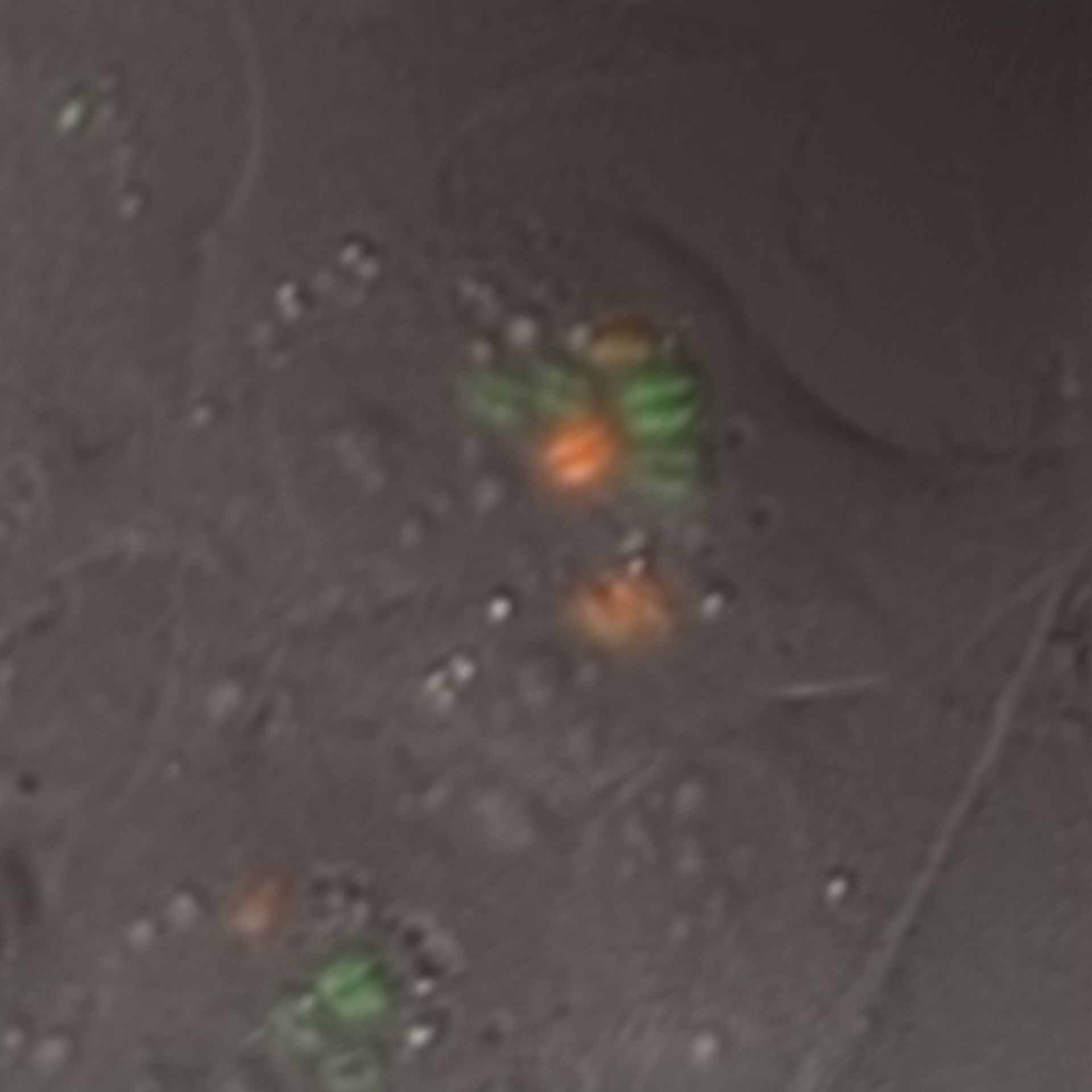 Toxoplasma gondii RH (Inner membrane complex) - CIL:10542