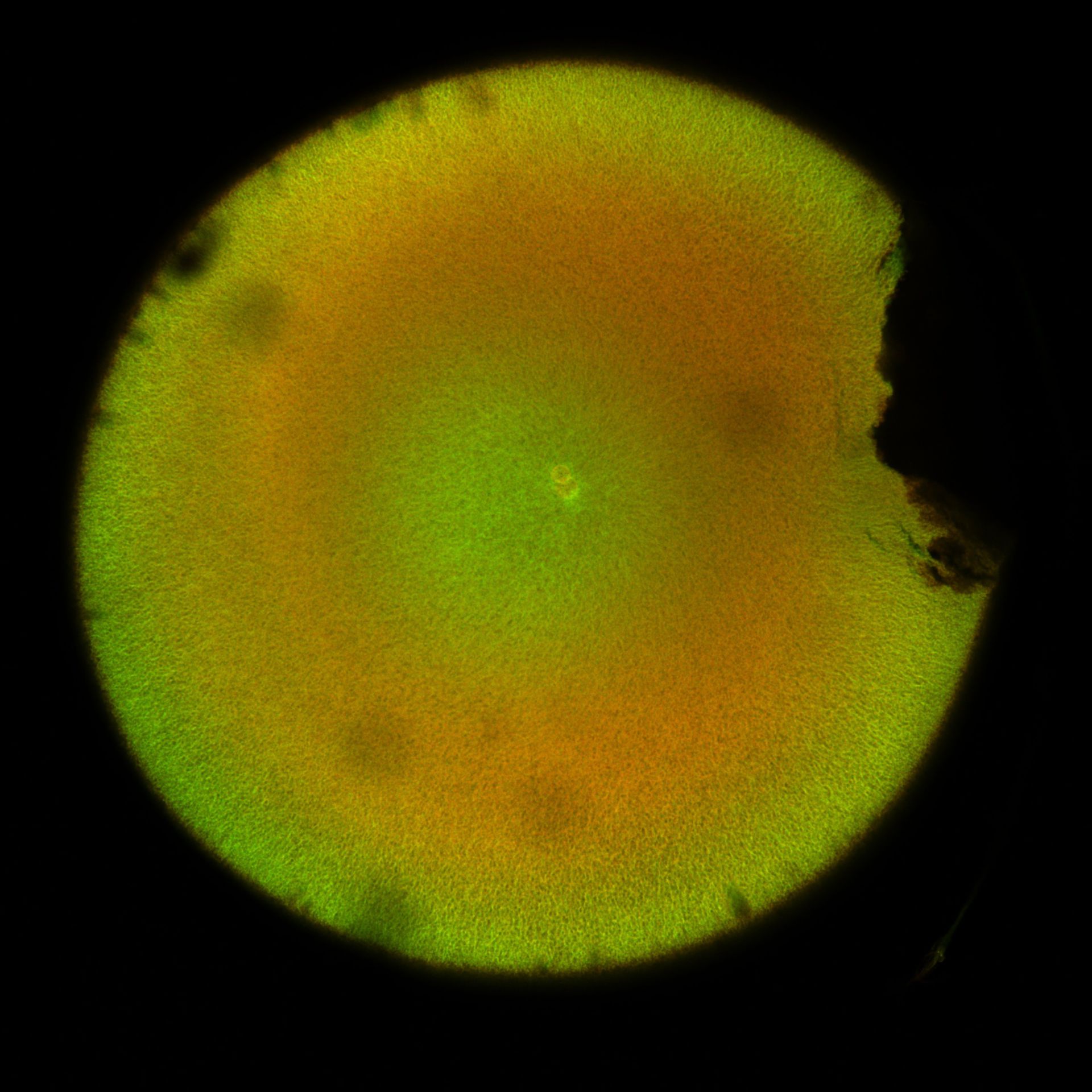Xenopus laevis (DNA) - CIL:36504