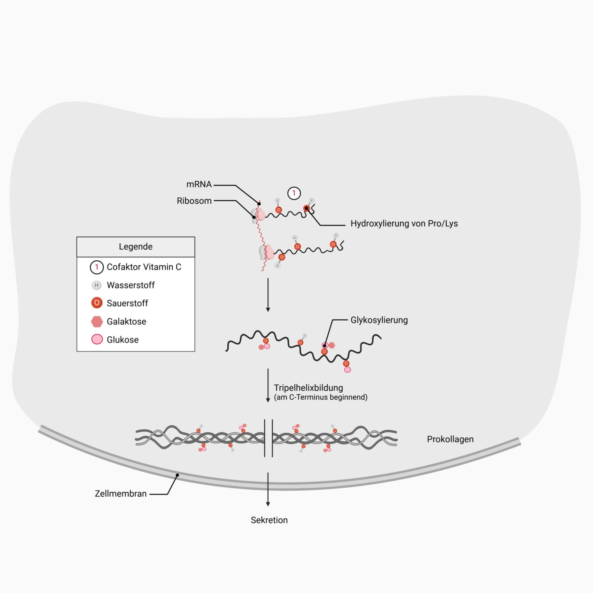 Kollagensynthese intrazellulär