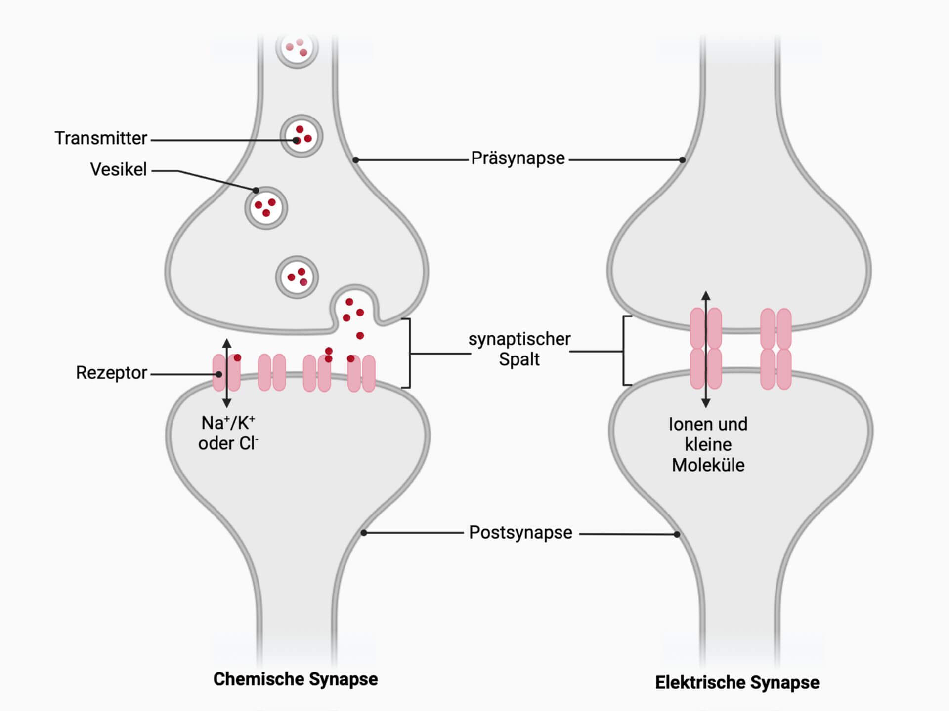 Synapse