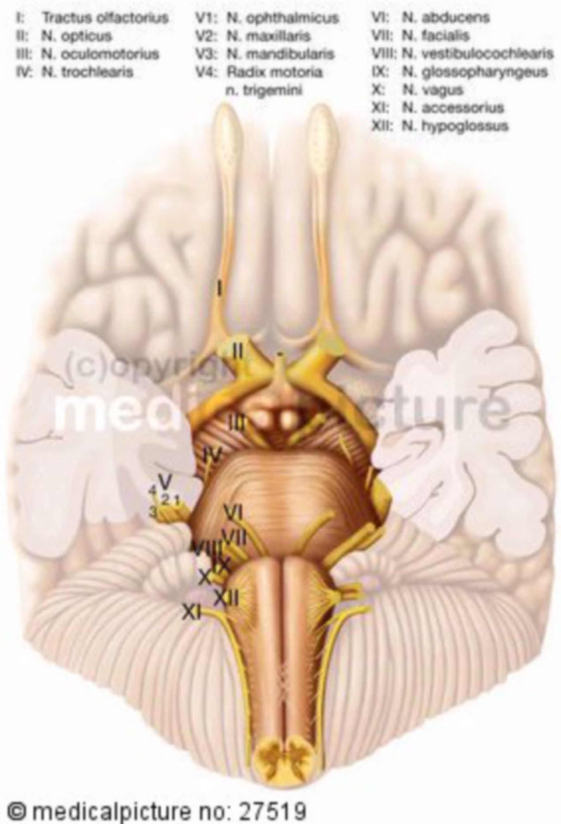 Base of the Brain with Cranial Nerves   DocCheck