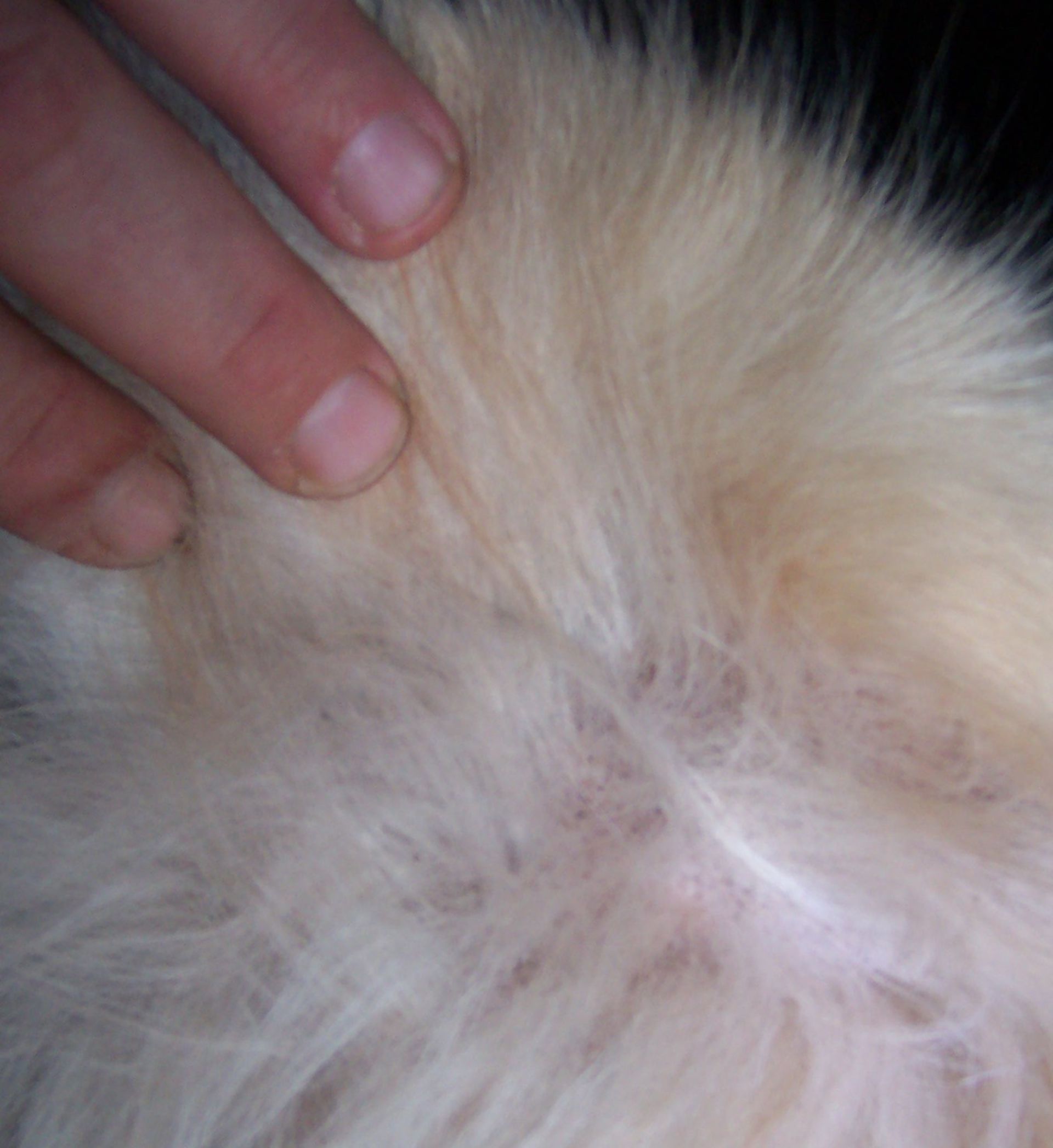 Haarausfall am Knie durch Futtermittelallergie - Hund