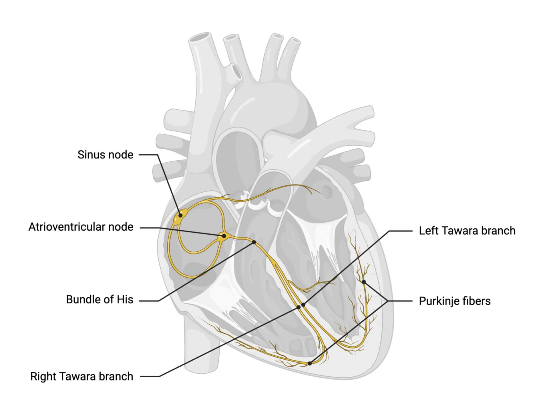 Conduction system of the heart