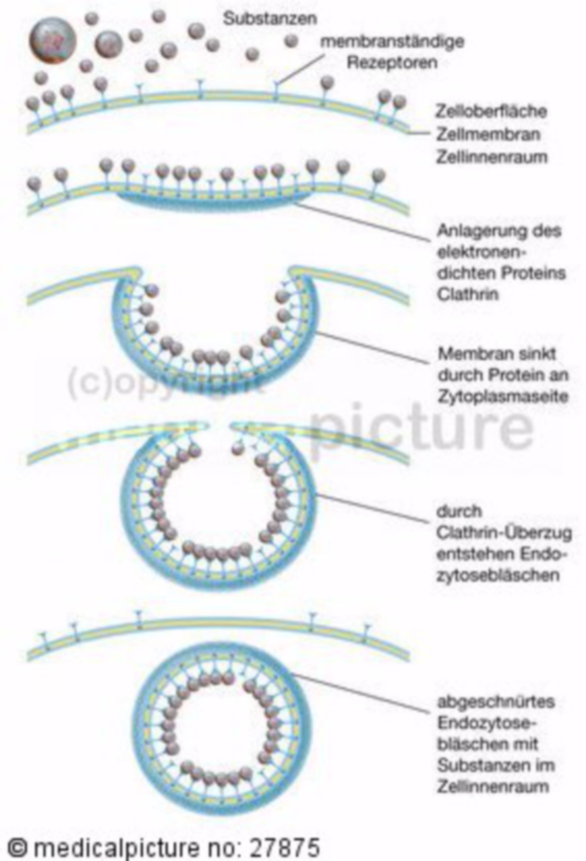 Rezeptorvermittelte Endozytose