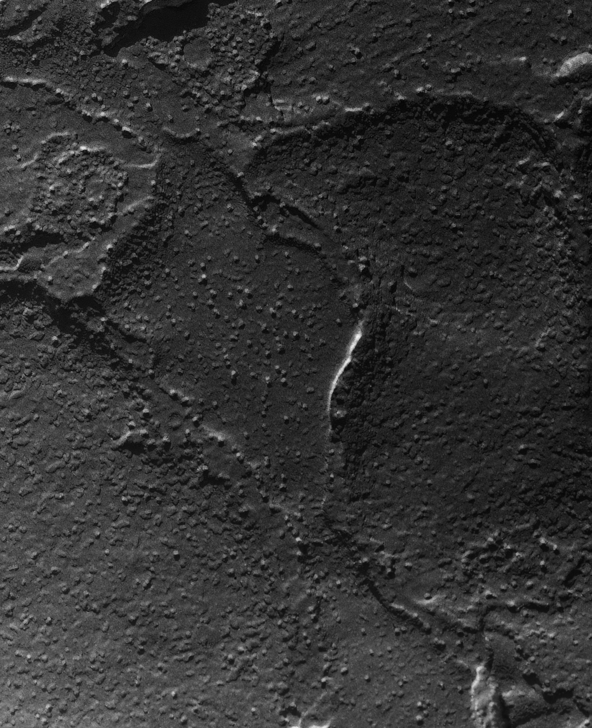 Damselfly (Sarcoplasmic reticulum) - CIL:18471