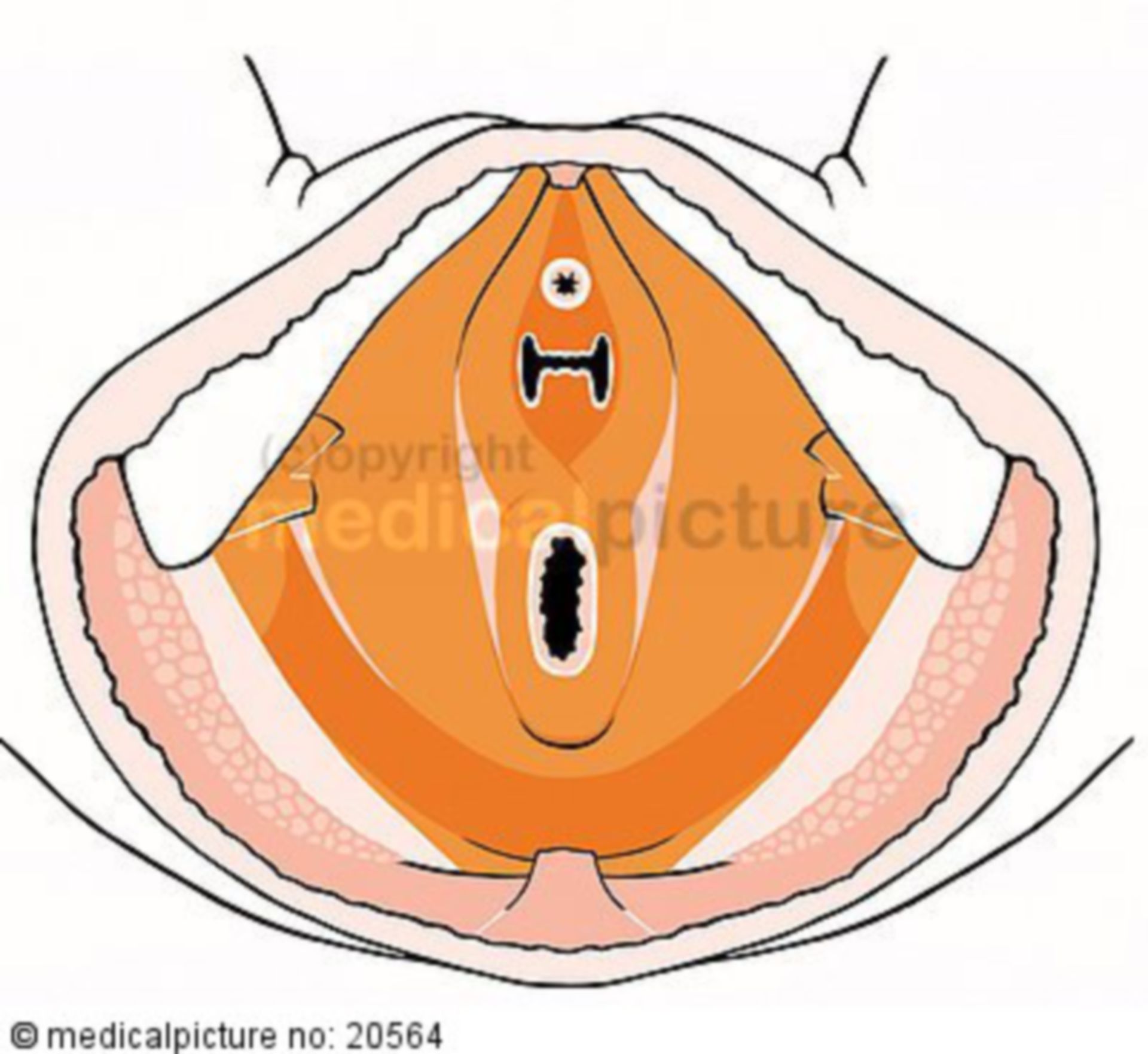 Female pelvic floor muscles 3