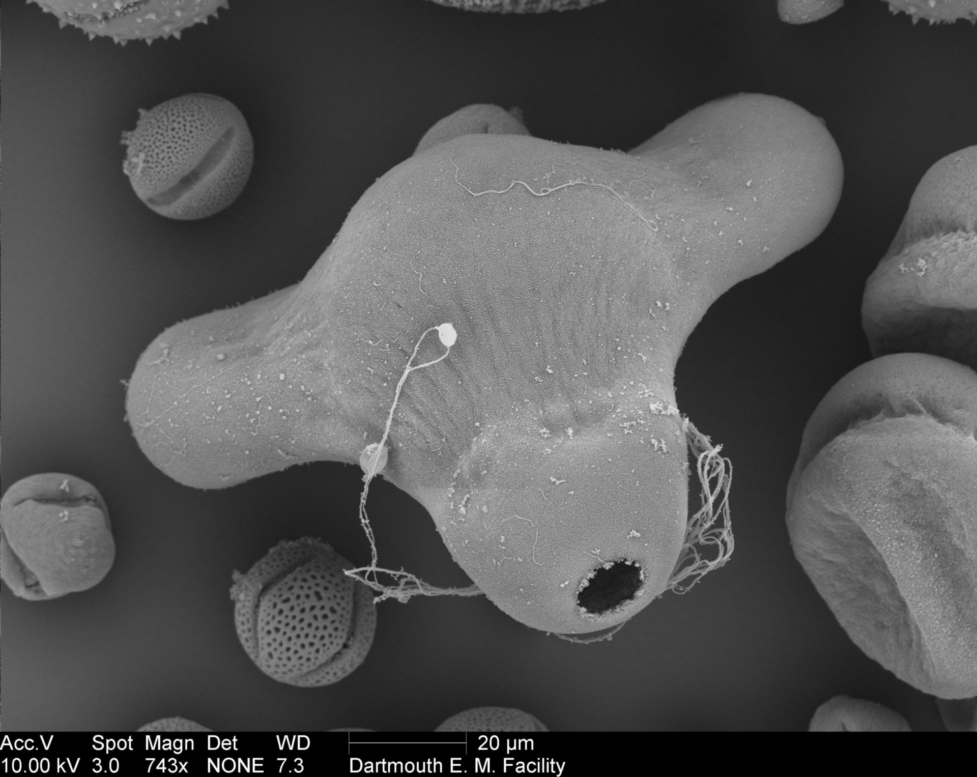 Oenothera fruticosa (Pollen wall) - CIL:40282