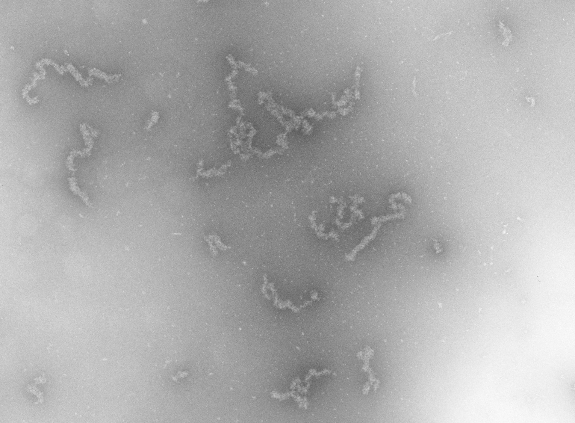 Necturus maculosus (Nucleate erythrocyte) - CIL:742