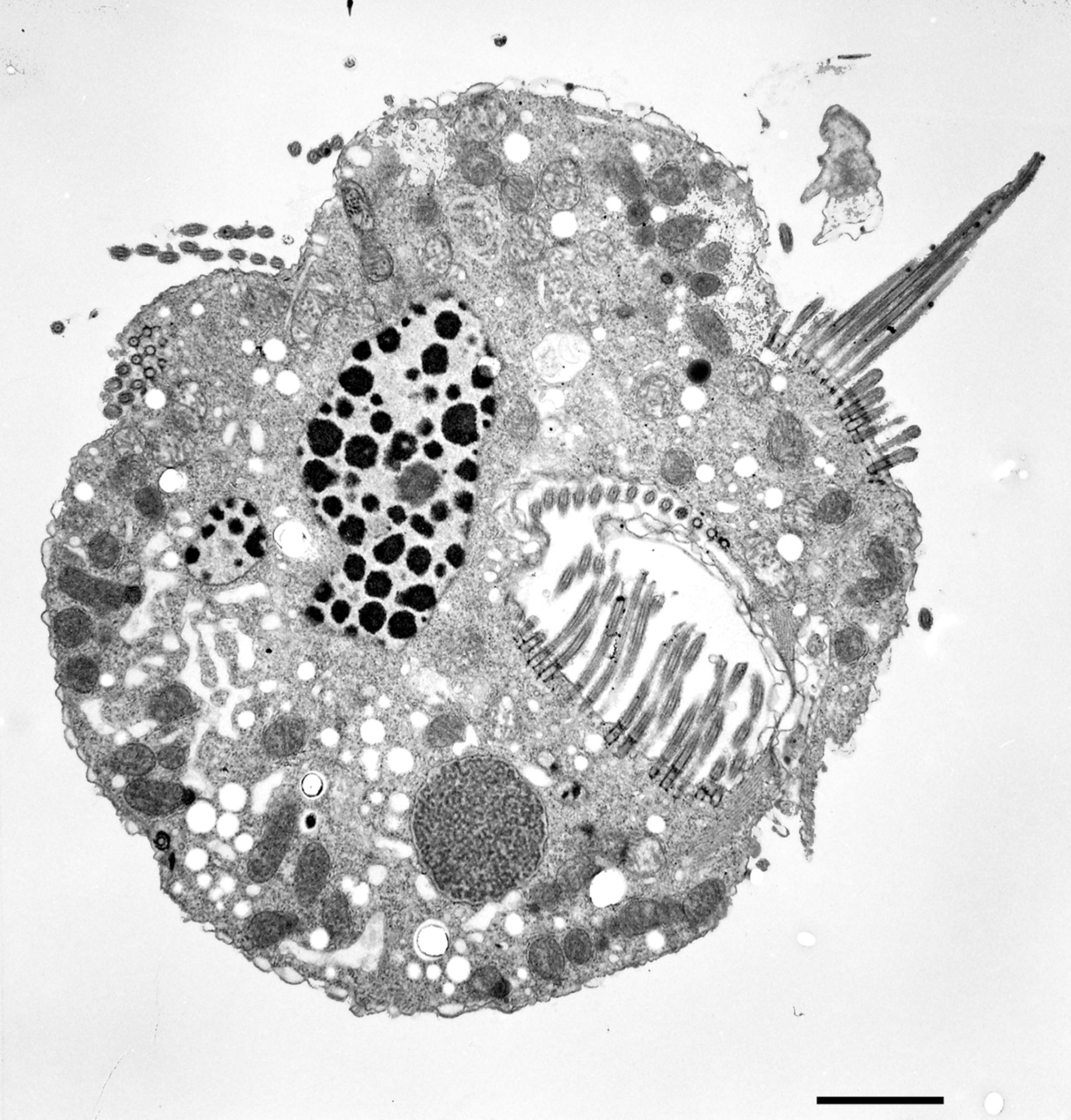 Halteria grandinella (Oral apparatus) - CIL:12326